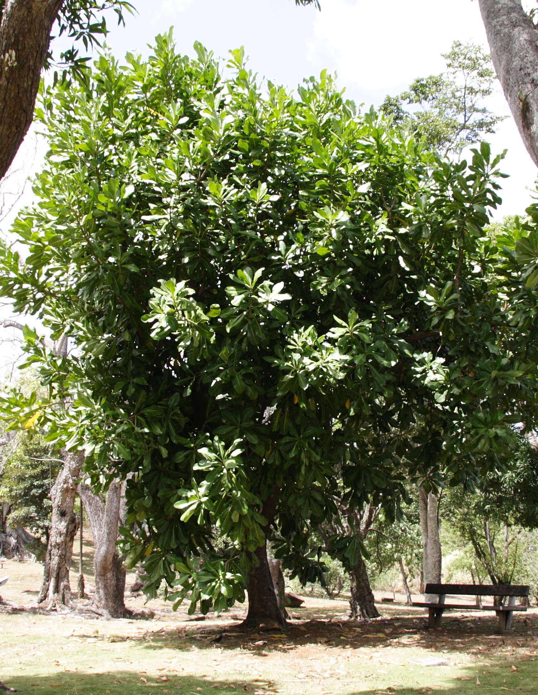 barringtonia_asiatica1md