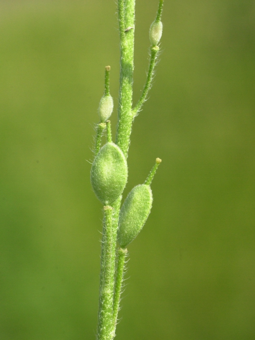 Afficher le média berteroa_incana4md berteroa_incana4md