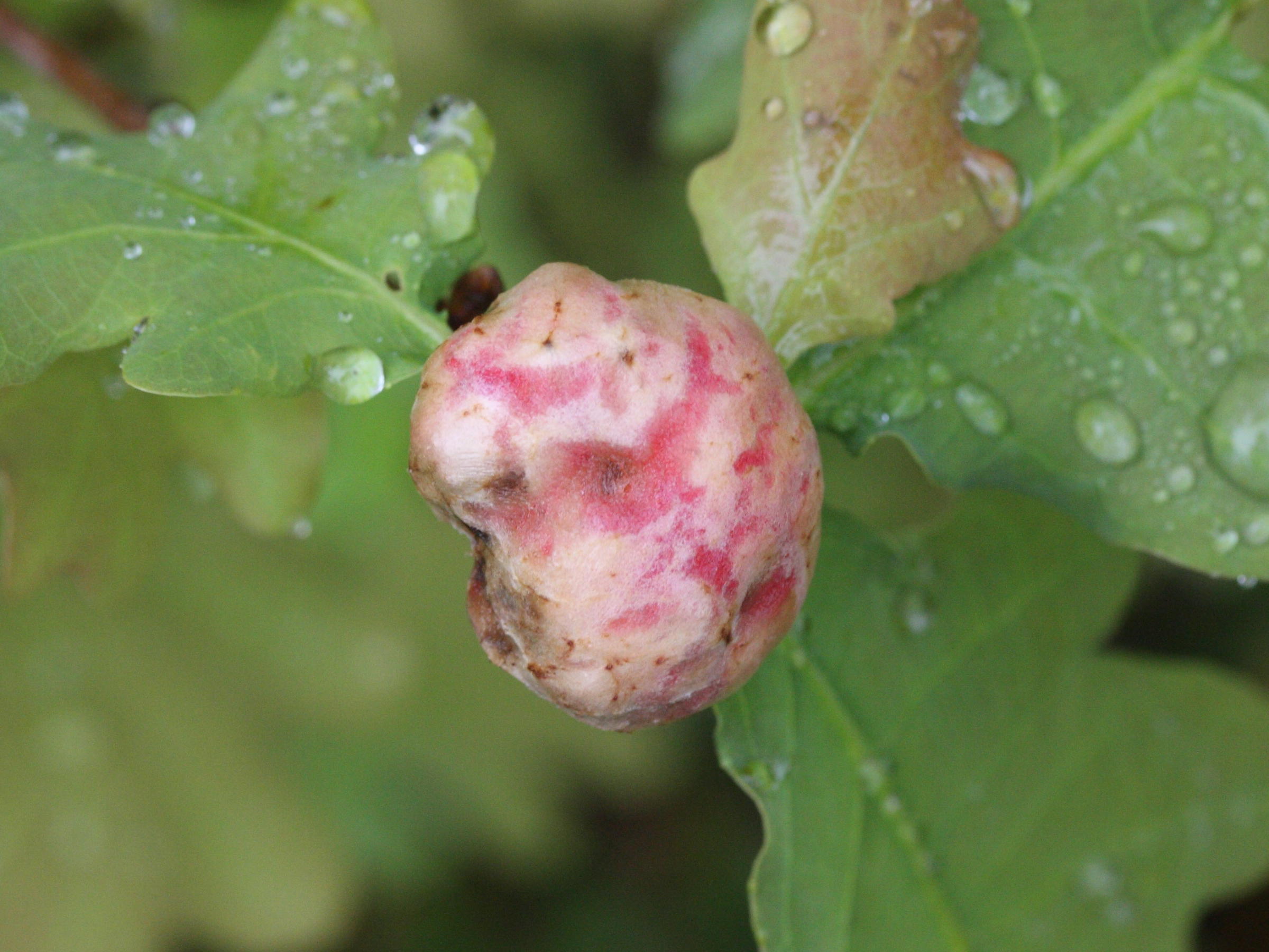 biorhiza_pallida_galle2md