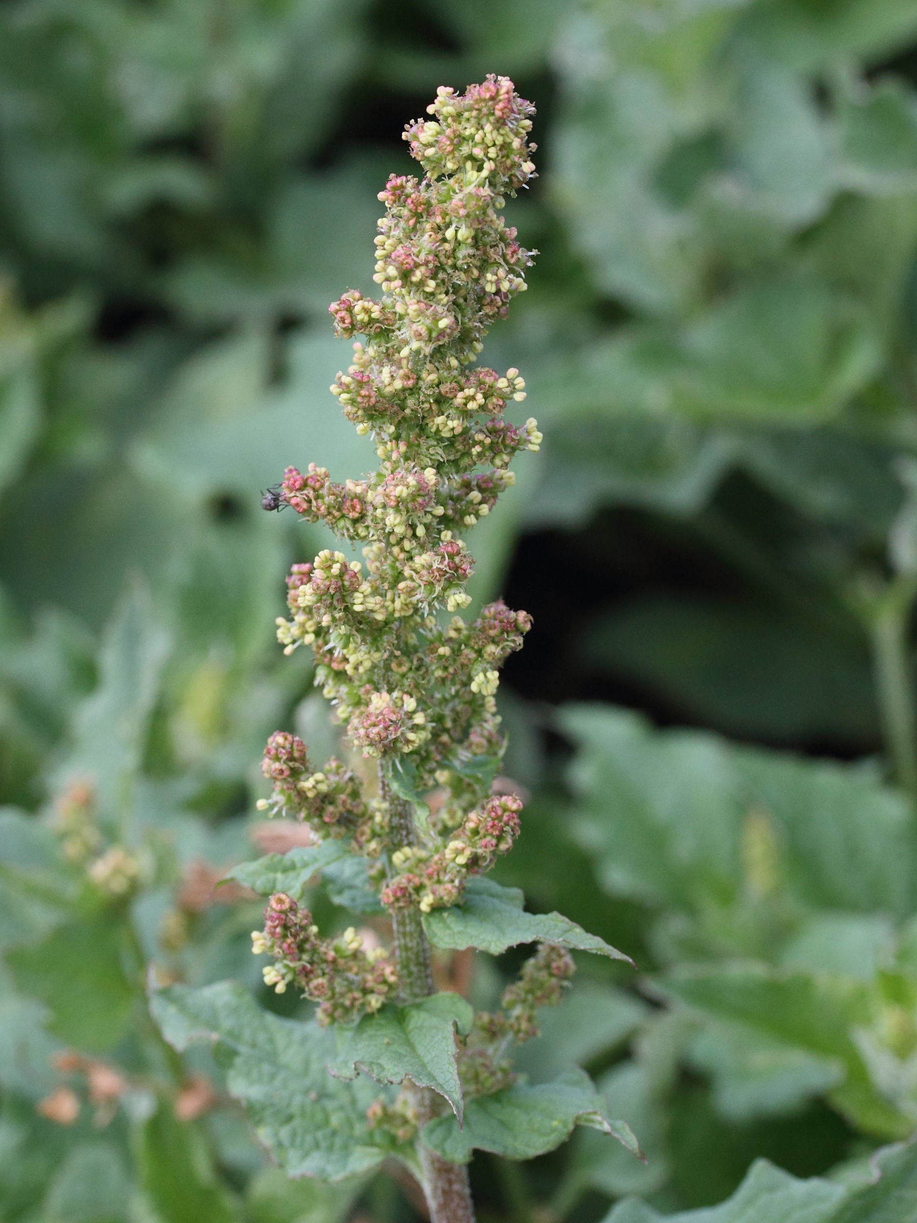 blitum_bonus-henricus7md