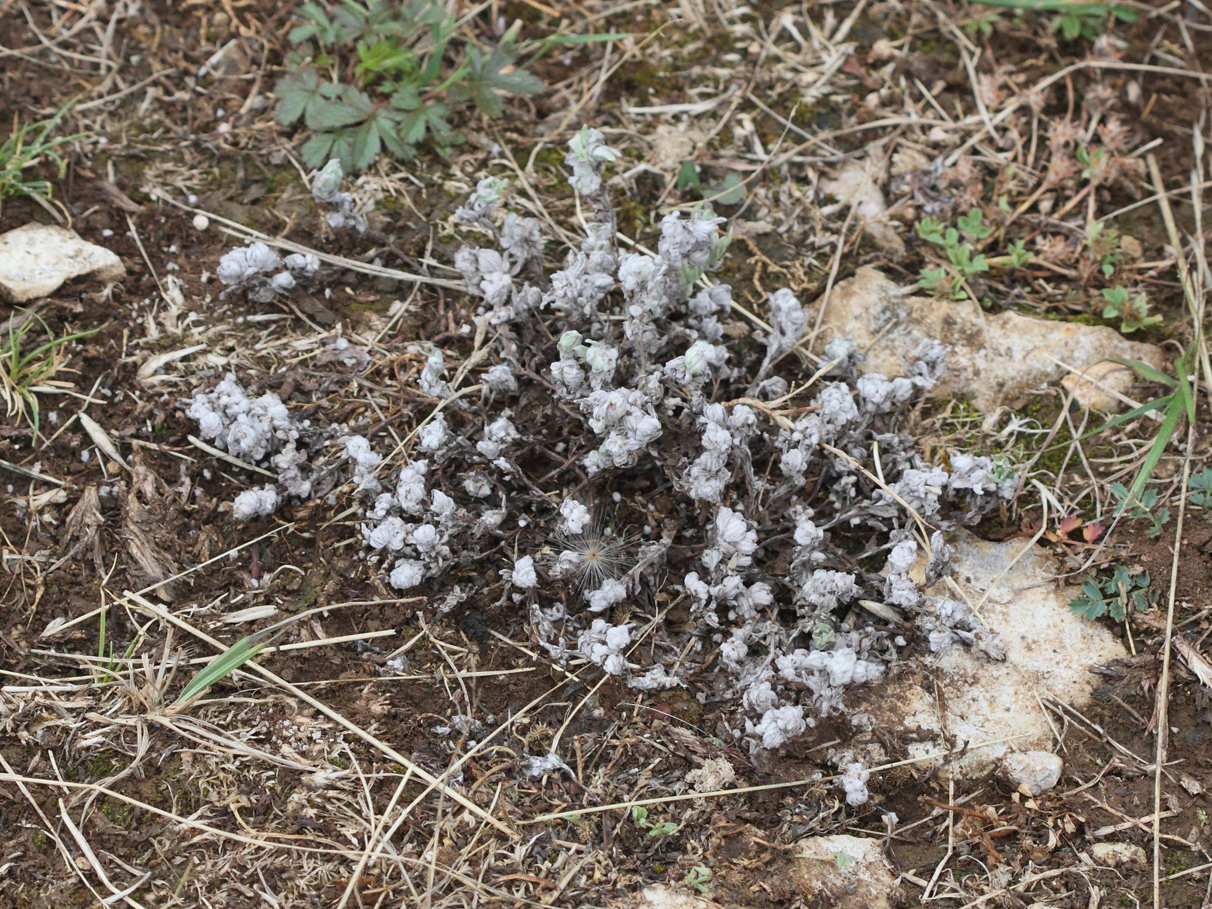 Afficher le média bombycilaena_erecta1md bombycilaena_erecta1md