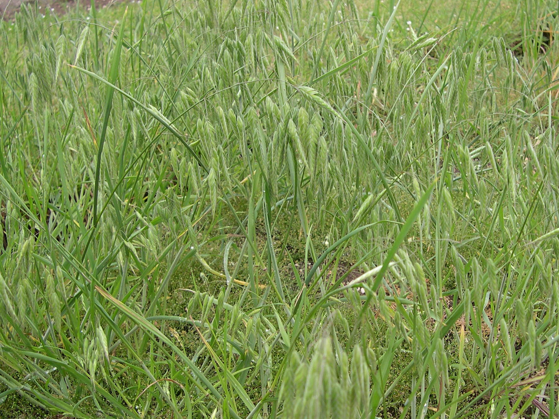 bromus_squarrosus3md