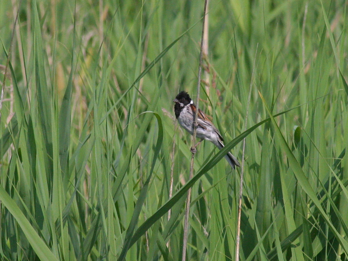 bruant_des_roseaux_-_emberiza_schoeniclus3bd