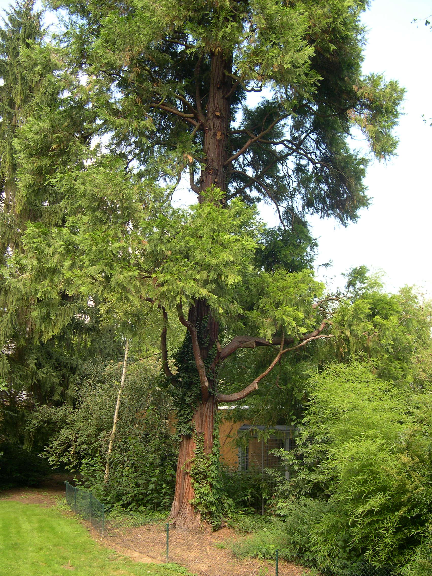 calocedrus_decurrens2md