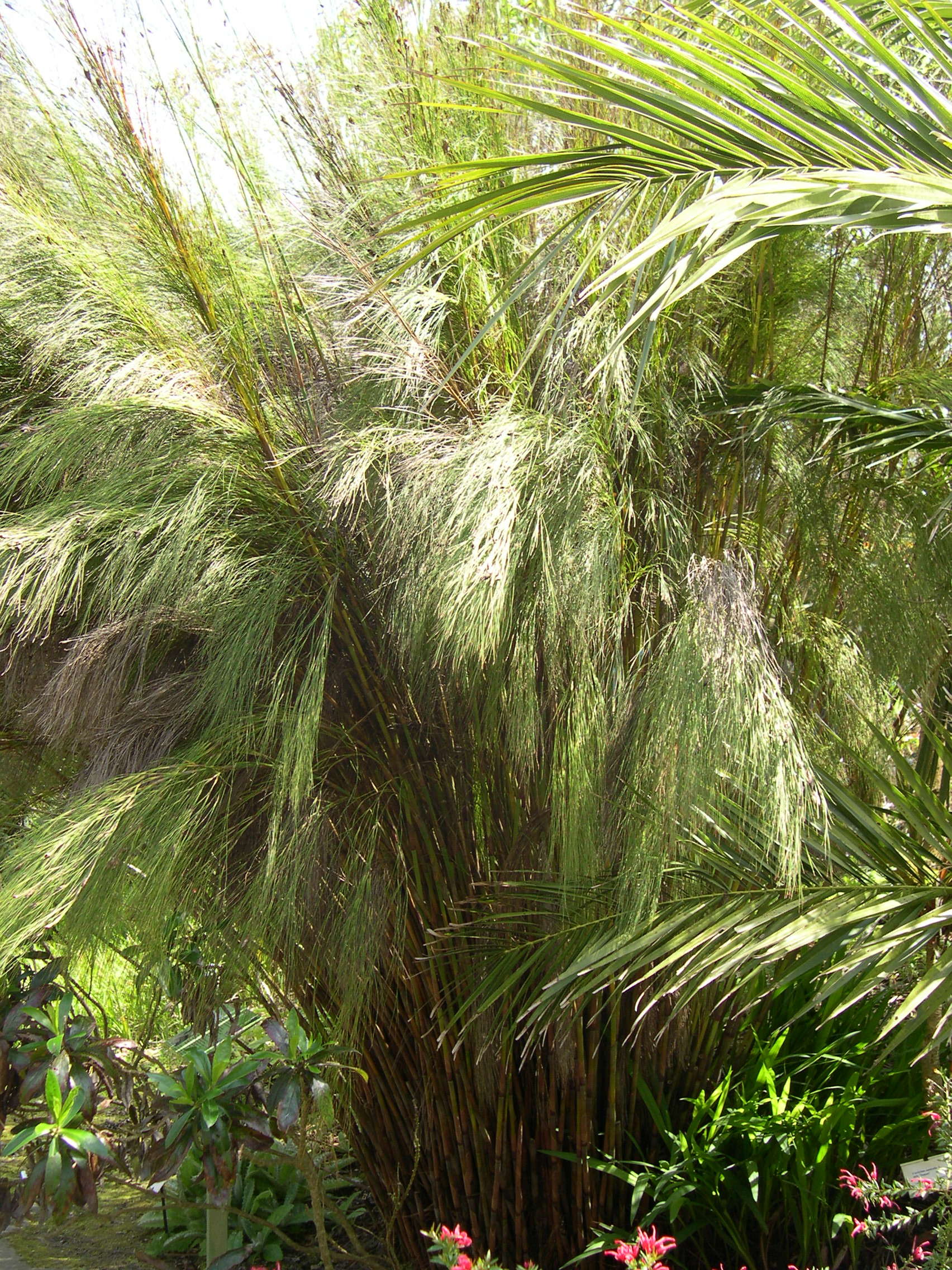 cannomois_virgata2md