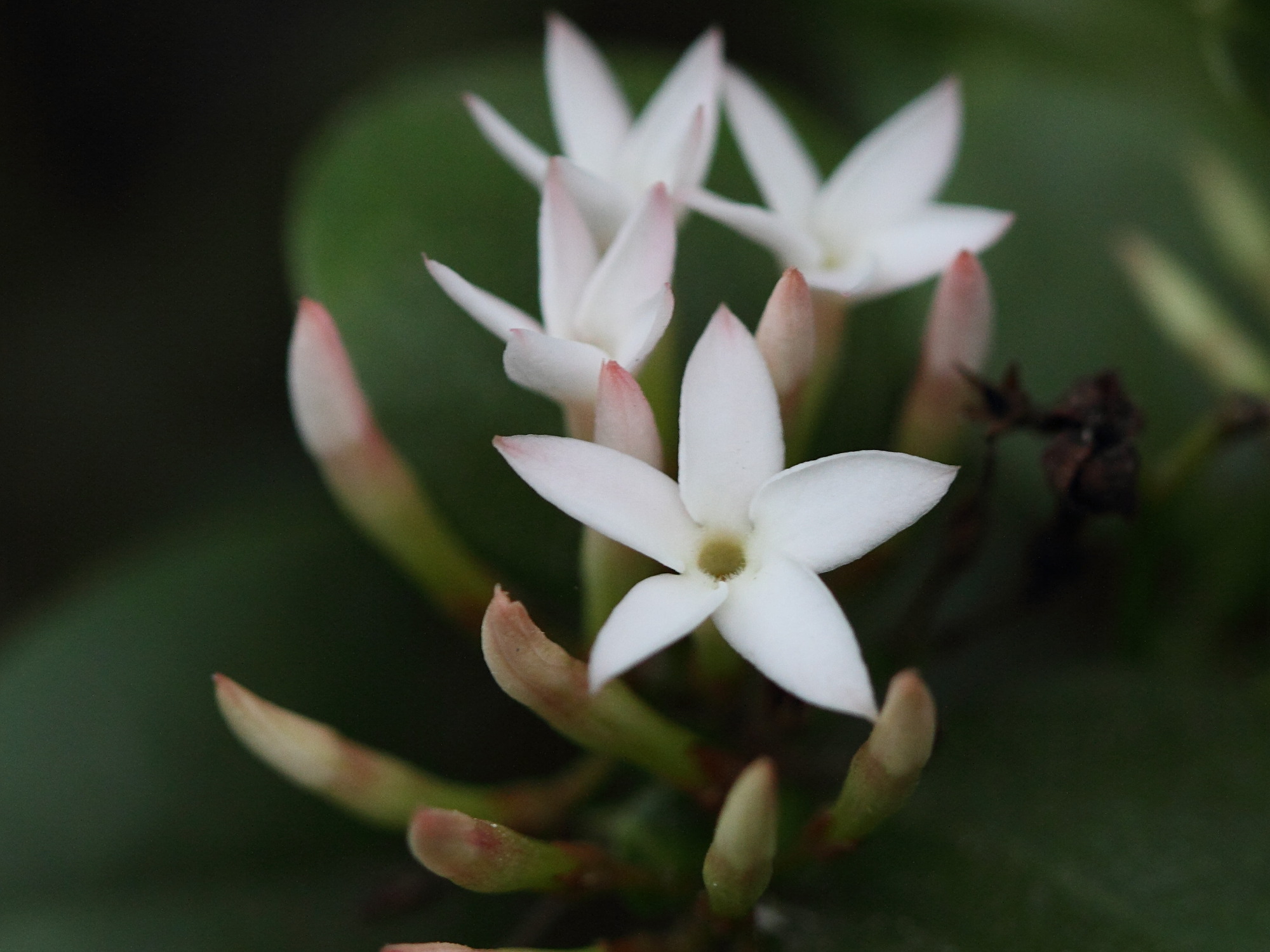 carissa_bispinosa2bd