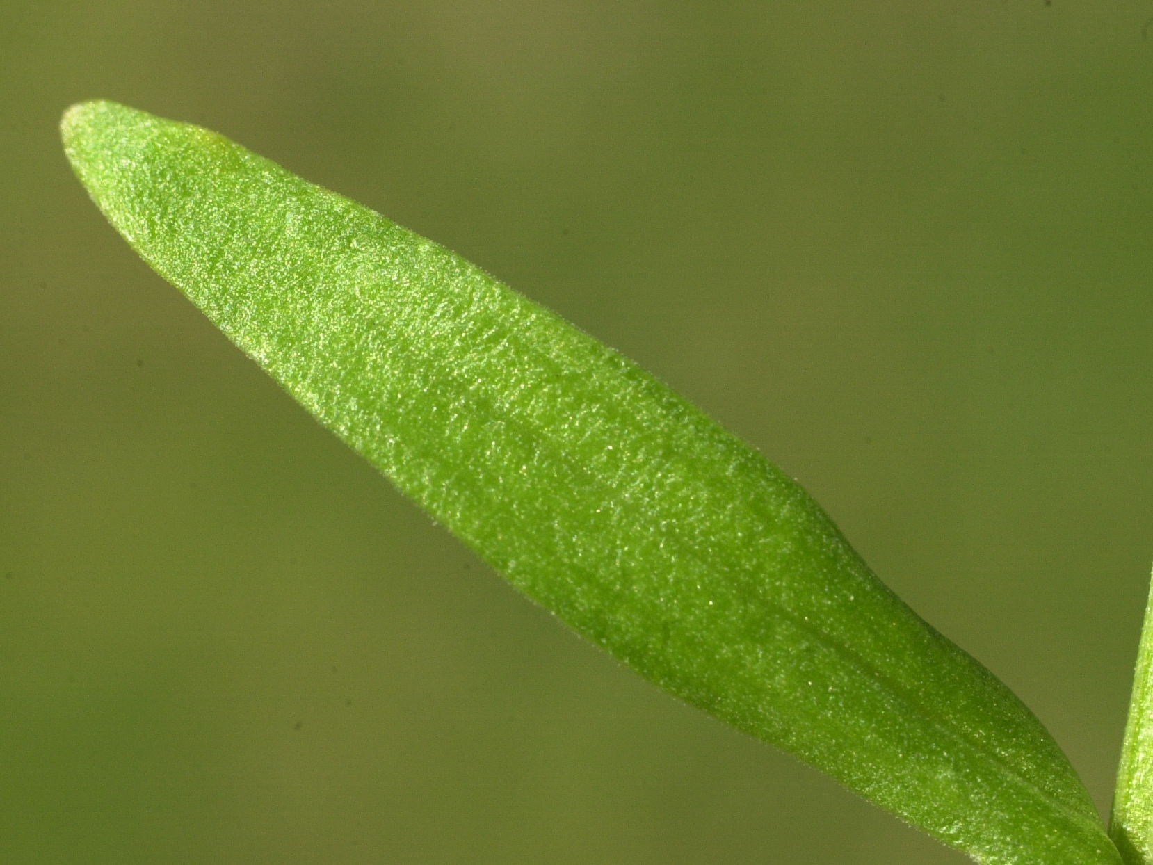 centaurium_littorale4bmd