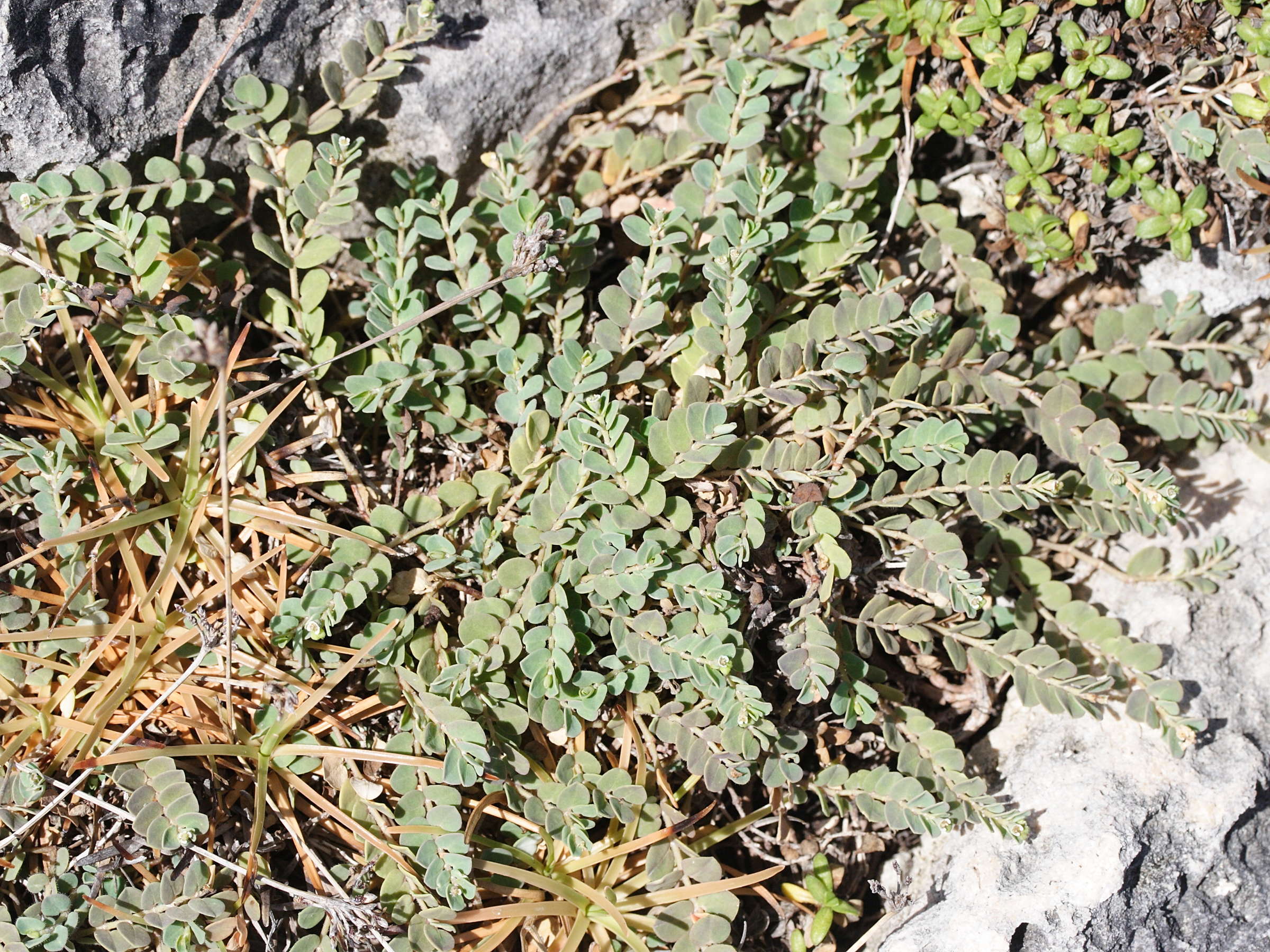 Afficher le média chamaesyce_mesembrianthemifolia1md chamaesyce_mesembrianthemifolia1md