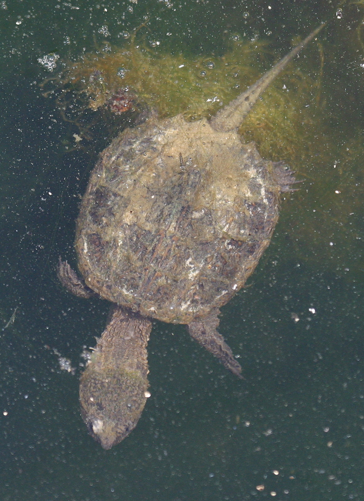 chelydra_serpentina3bd