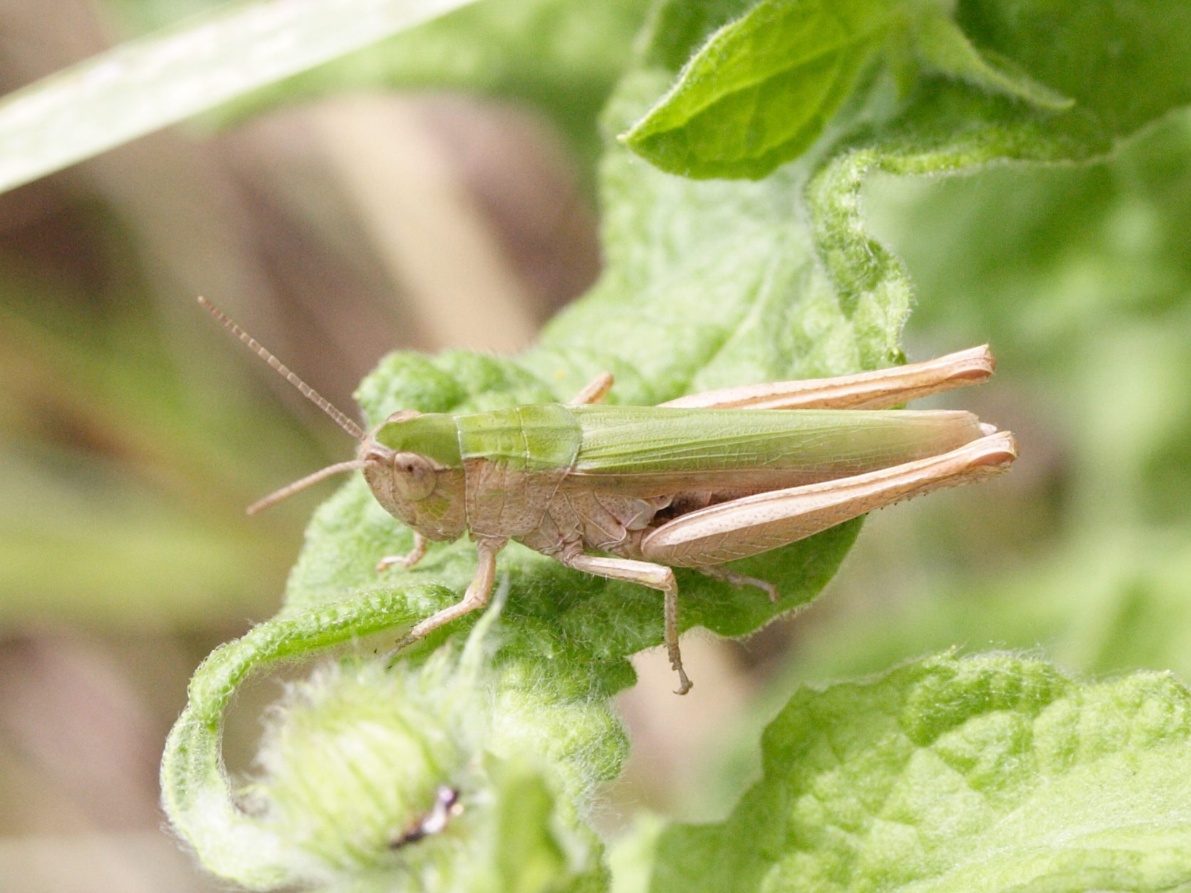 chorthippus_dorsatus3md