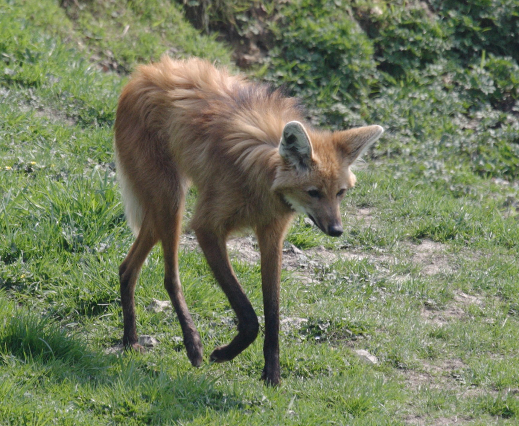 chrysocyon_brachyurus3bd