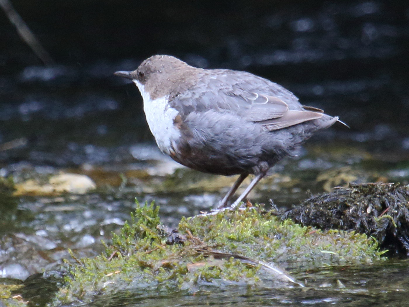 cincle_plongeur_-_cinclus_cinclus1bd