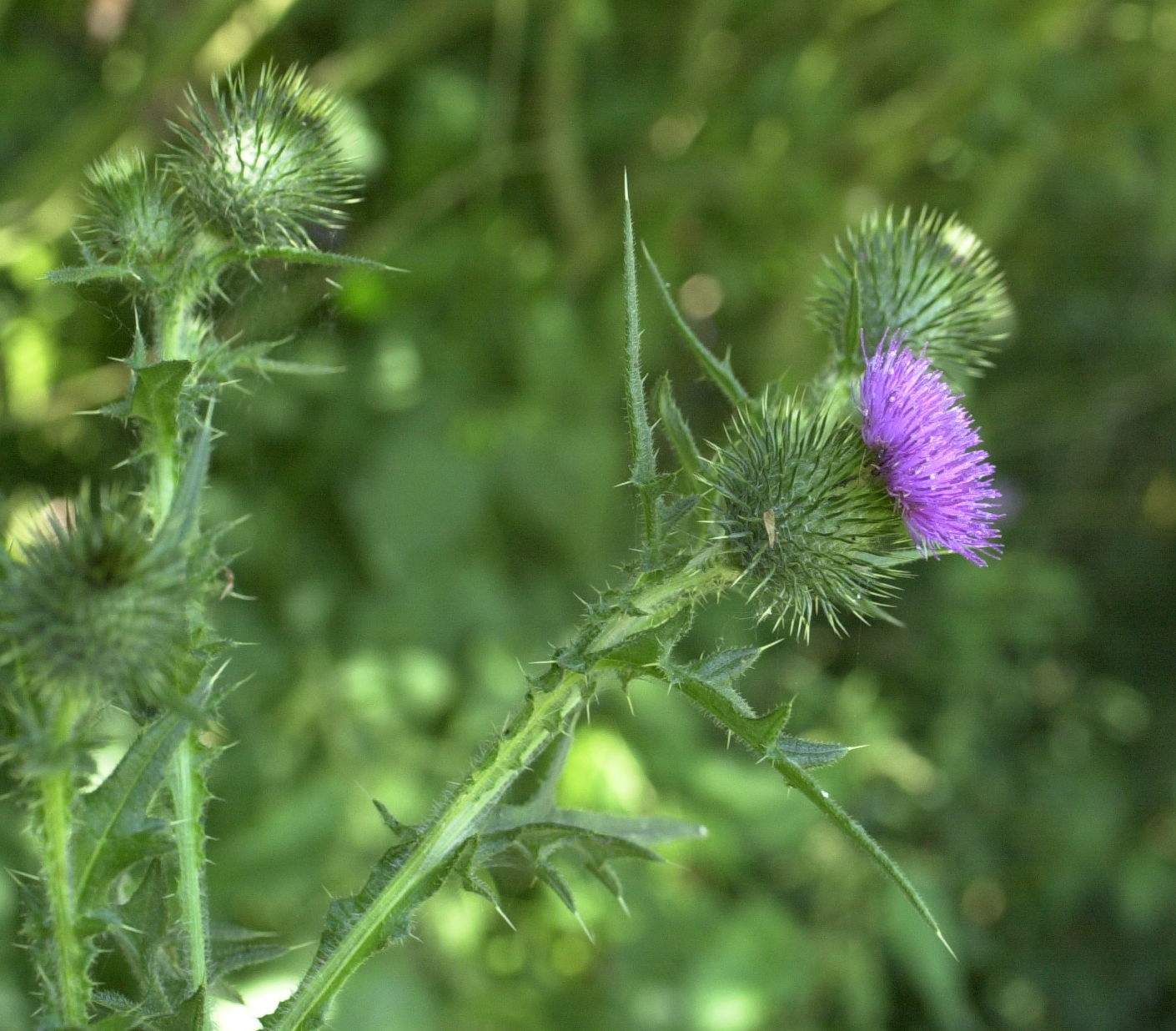 Afficher le média Cirsium_vulgare Cirsium_vulgare
