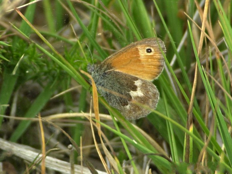 coenonympha_pamphilus1bmd