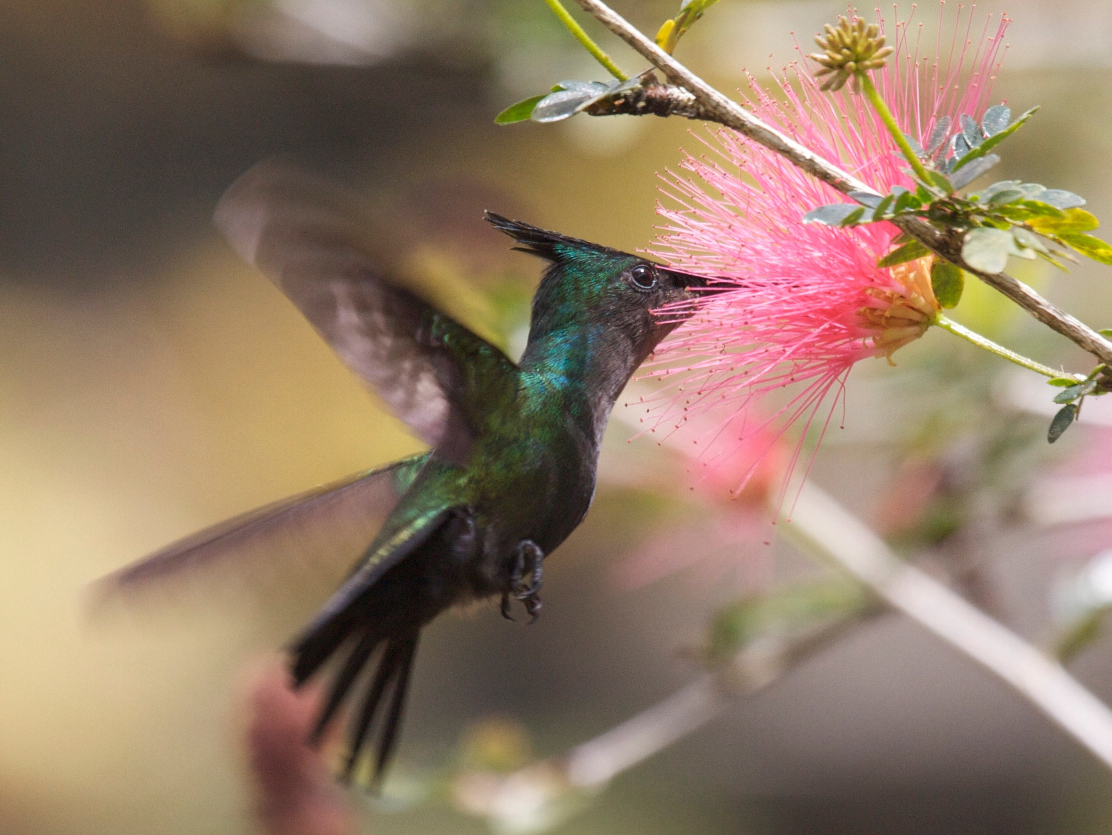 colibri_huppe_-_orthorhyncus_cristatus2bd