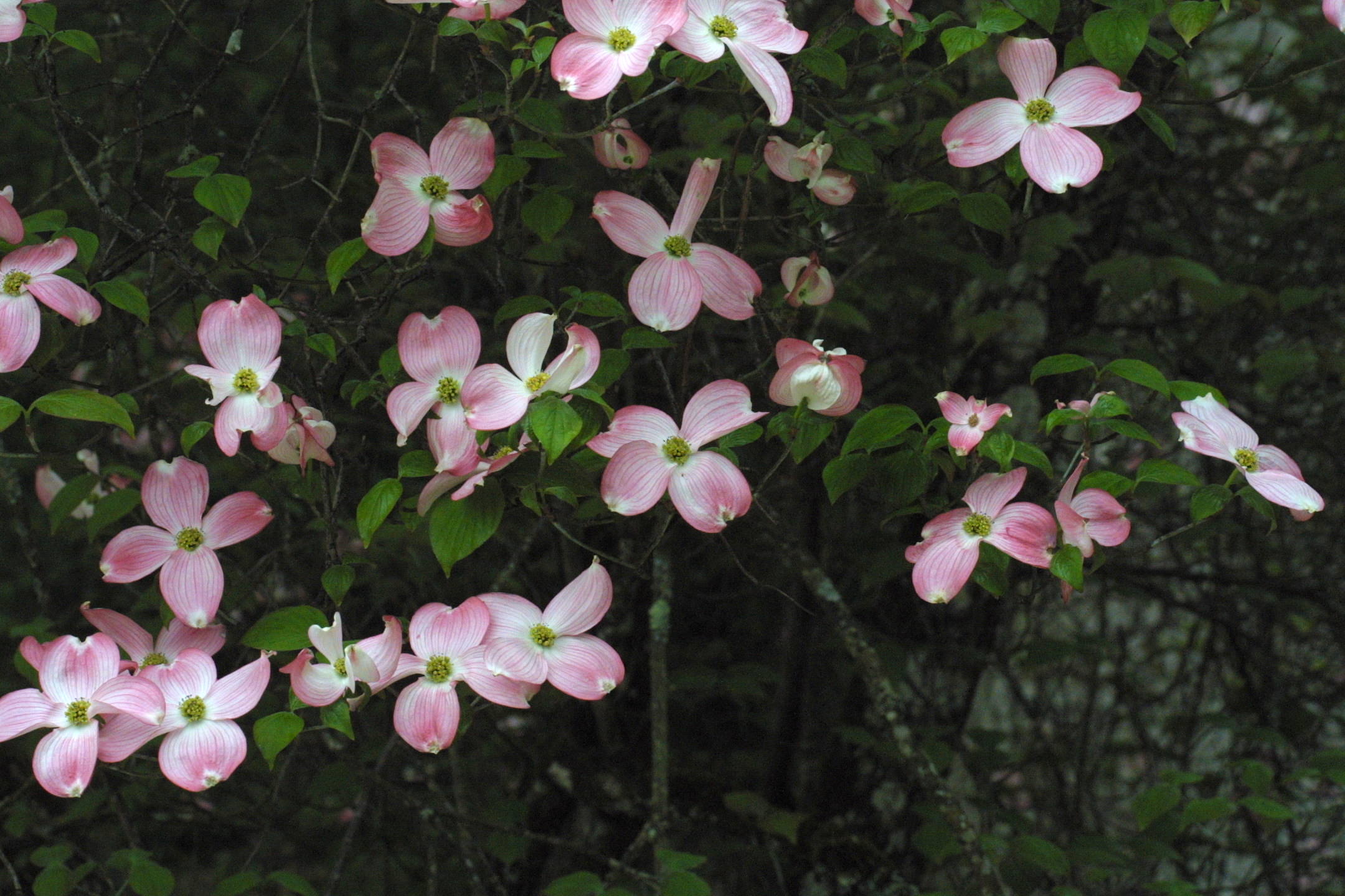Afficher le média cornus_florida_cv_rubra2md cornus_florida_cv_rubra2md