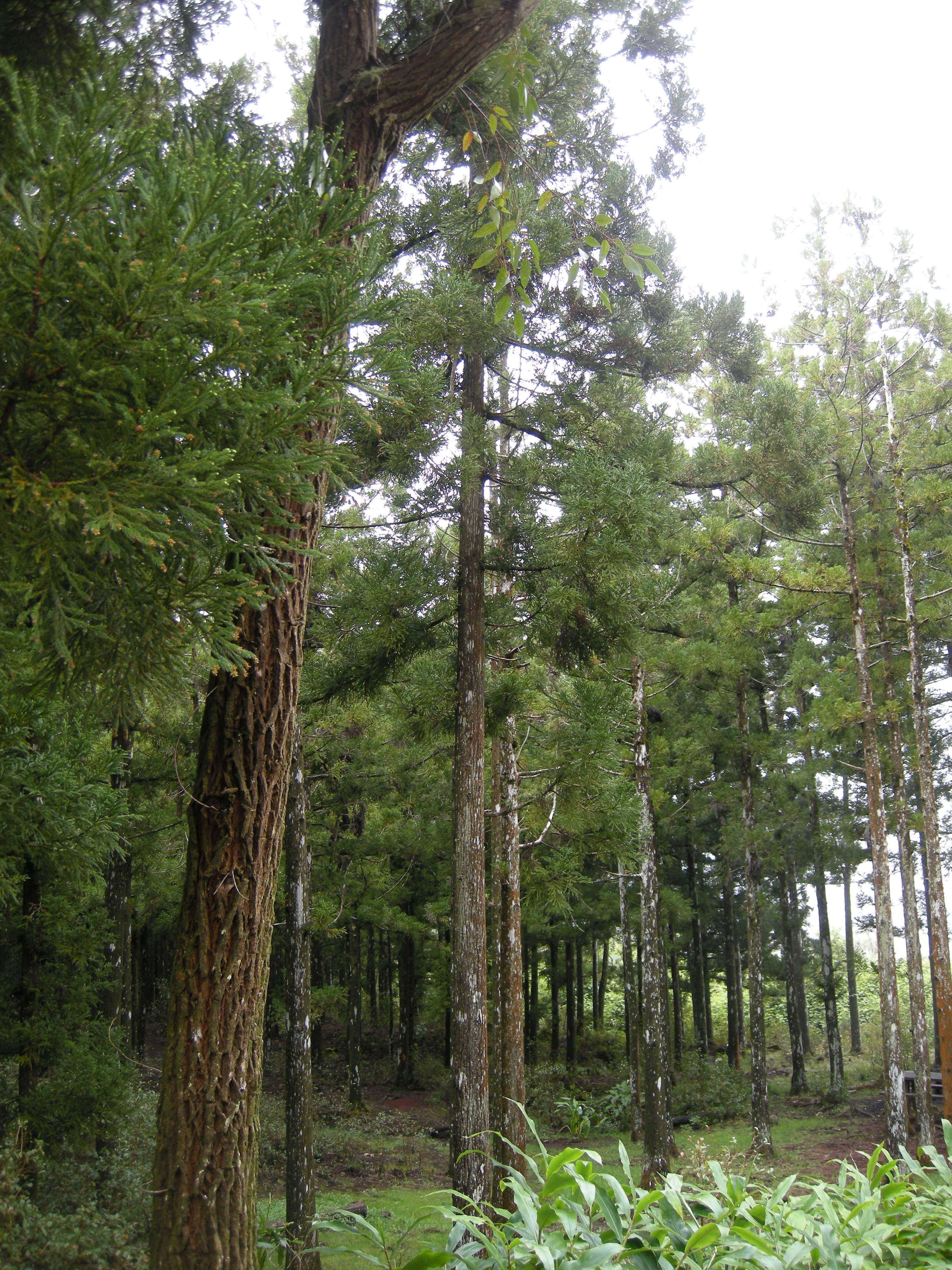 cryptomeria_japonica5md