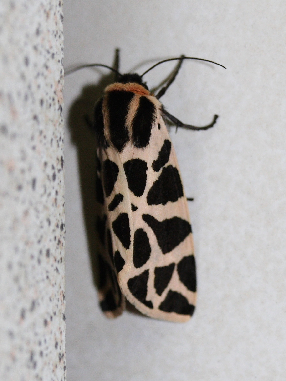 cymbalophora_pudica1md