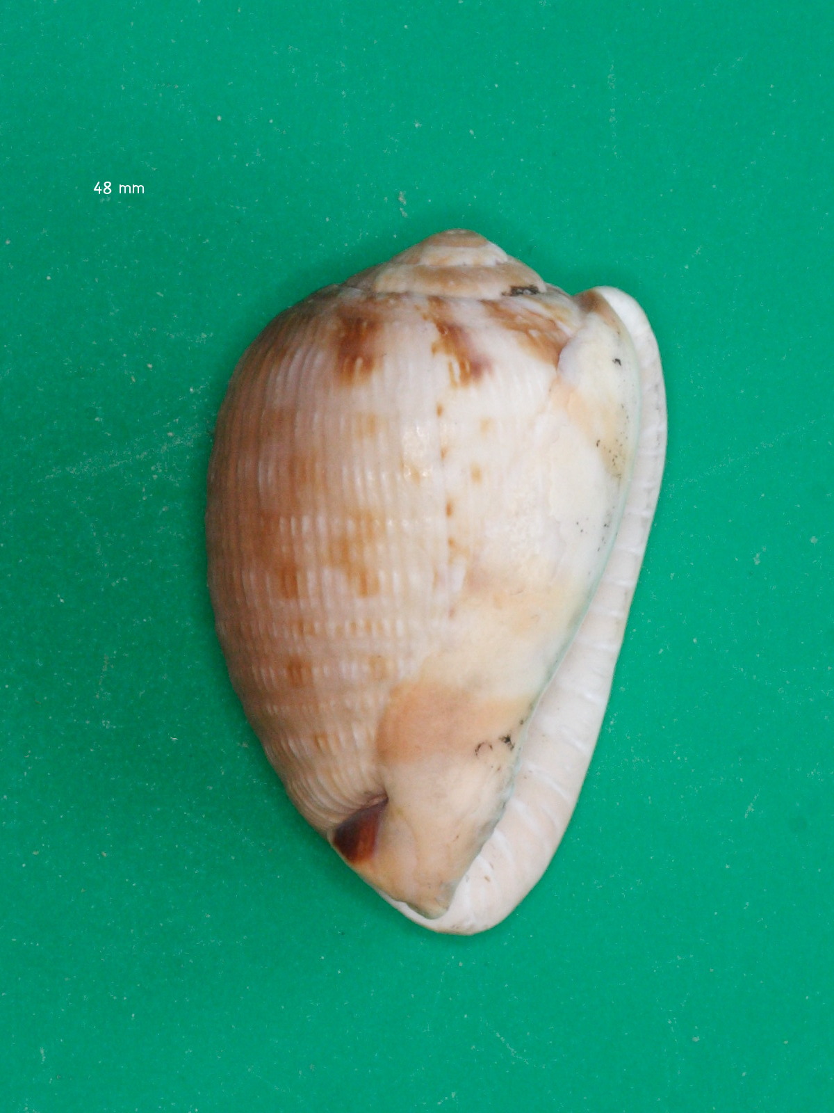 cypraecassis_testiculus2md