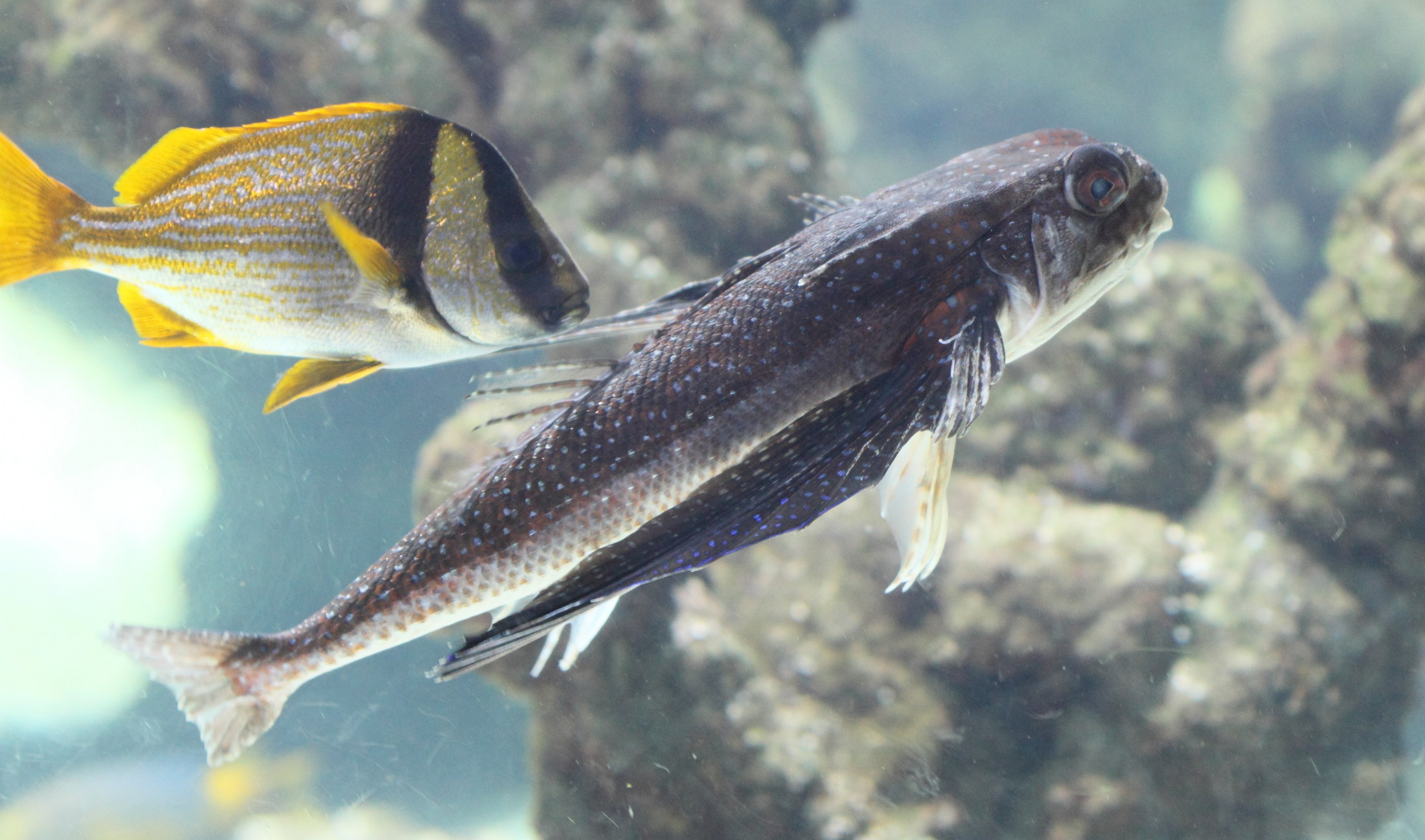 dactylopterus_volitans2bd