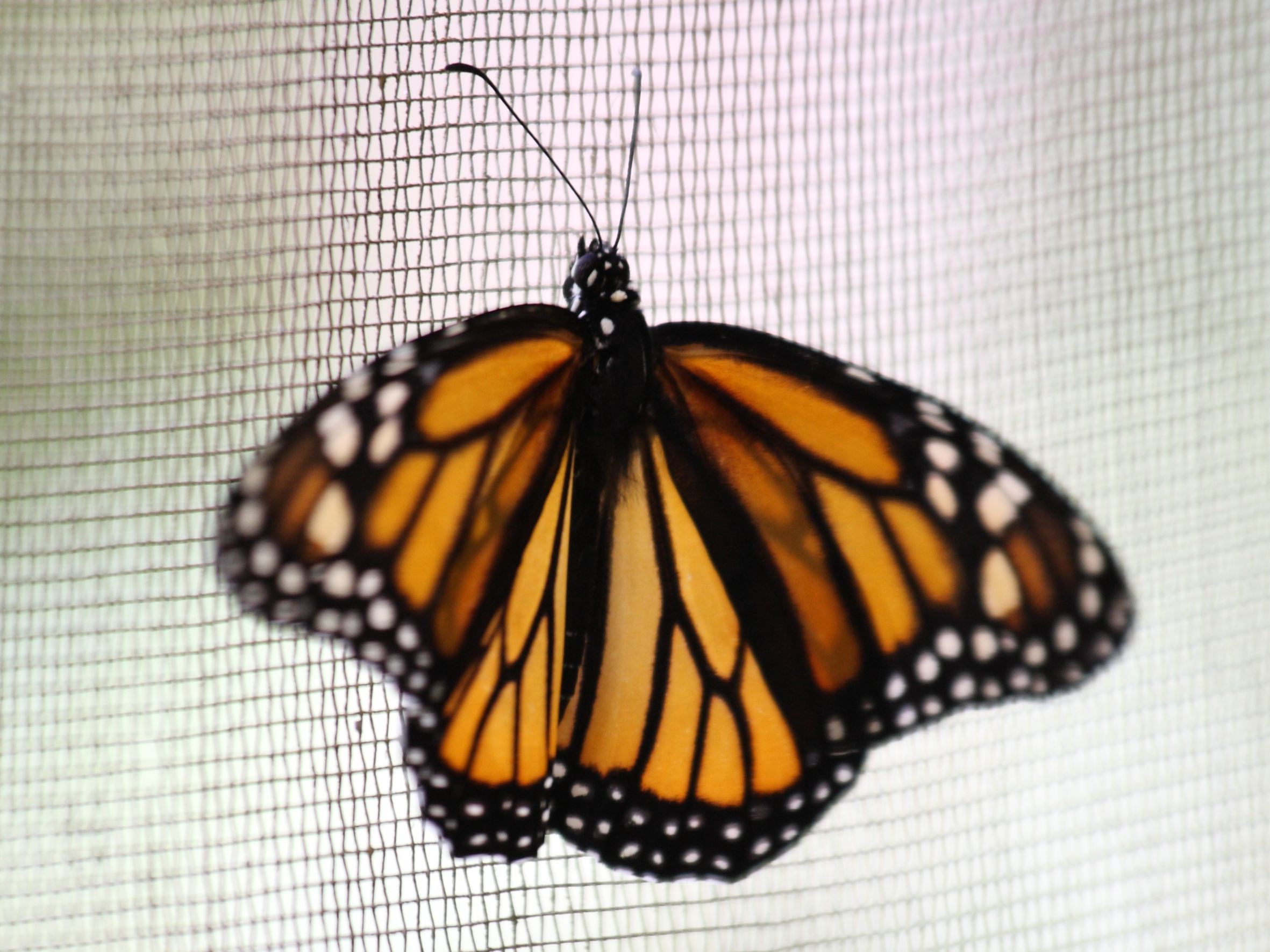 danaus_plexippus_megalippe2sd