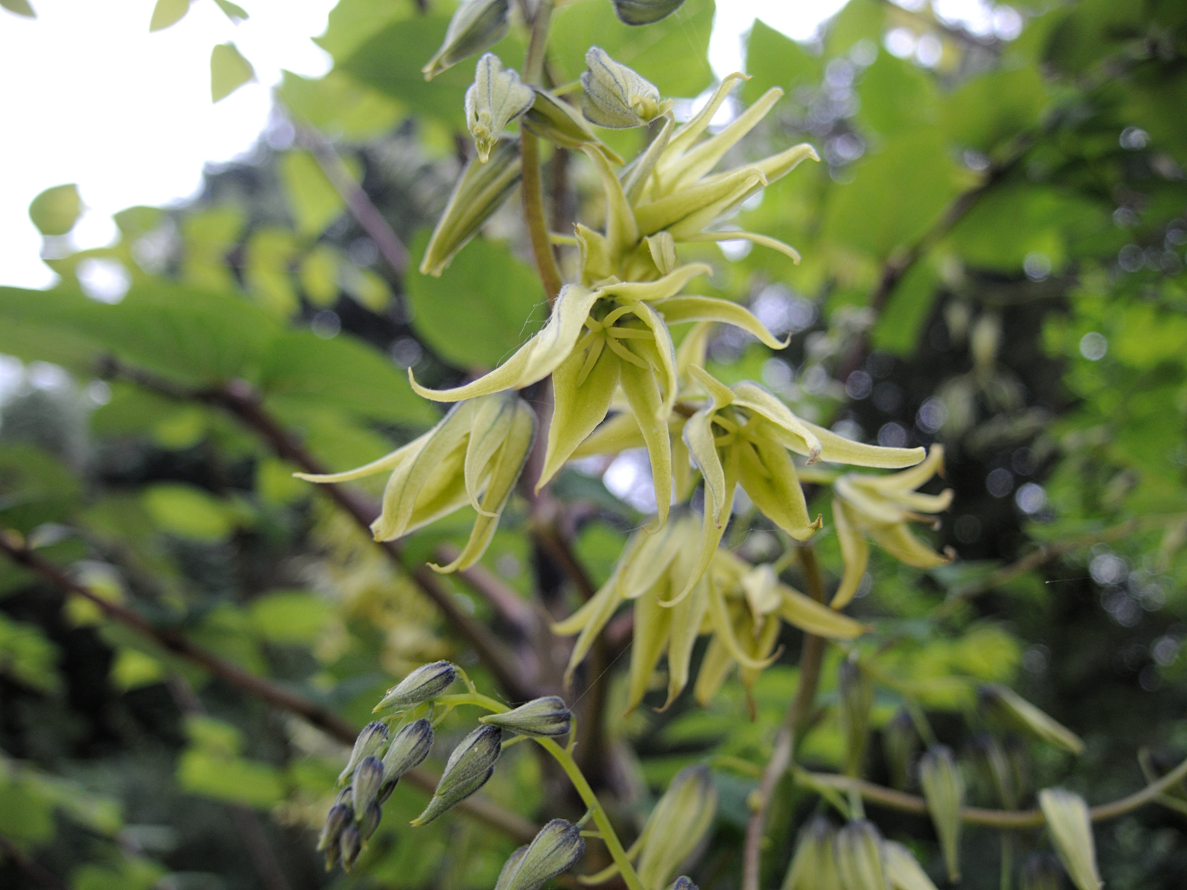 decaisnea_fargesii2md