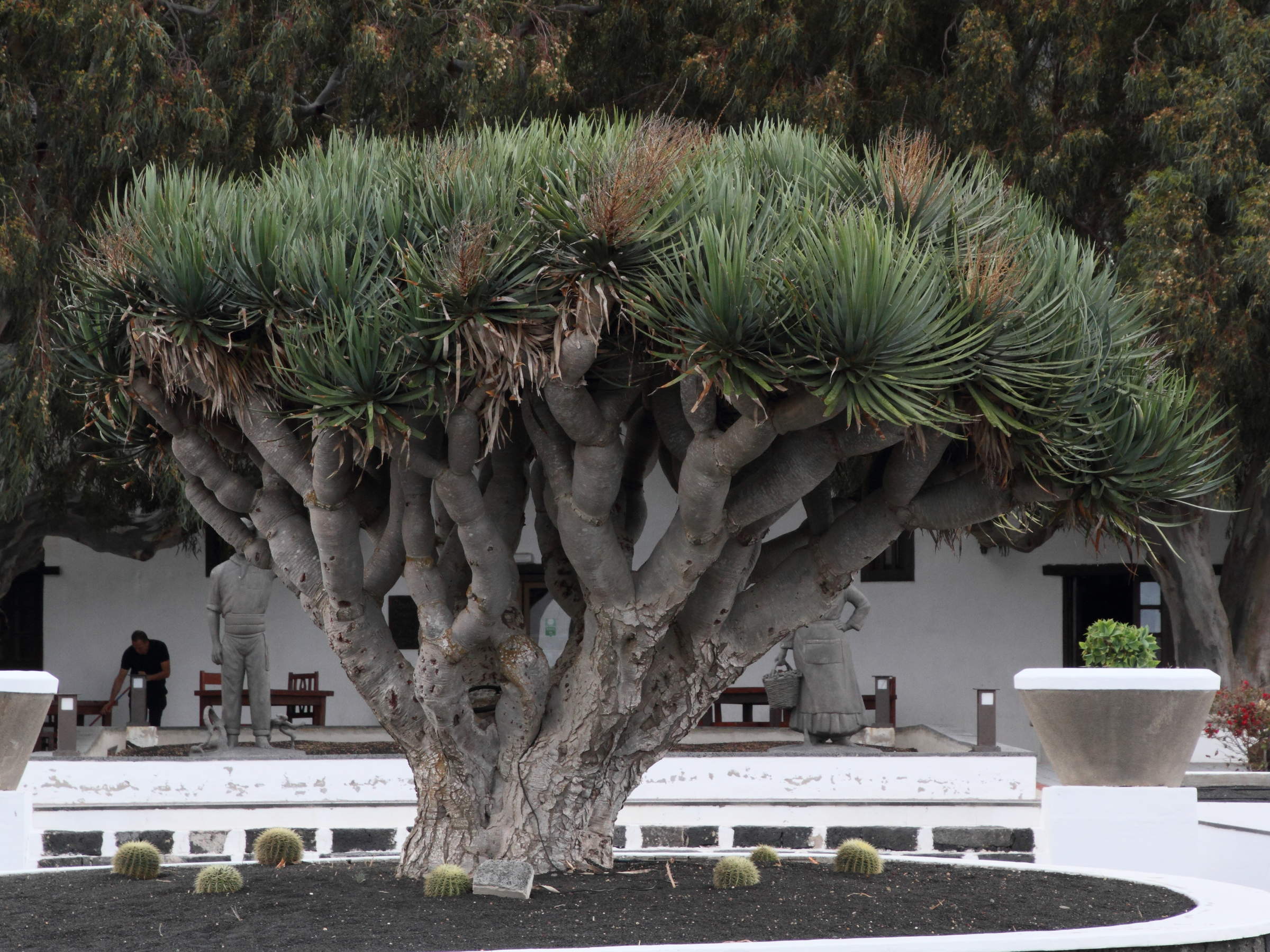 Afficher le média dracaena_draco6md dracaena_draco6md