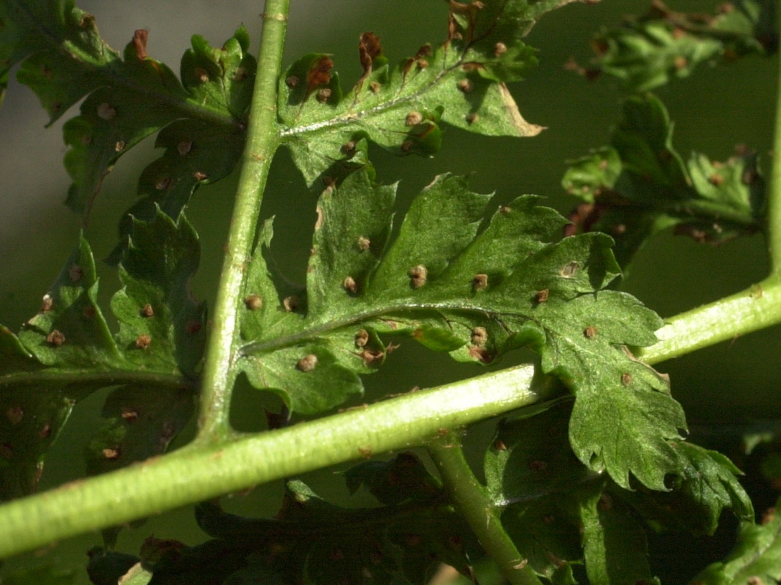 dryopteris_dilatata3md