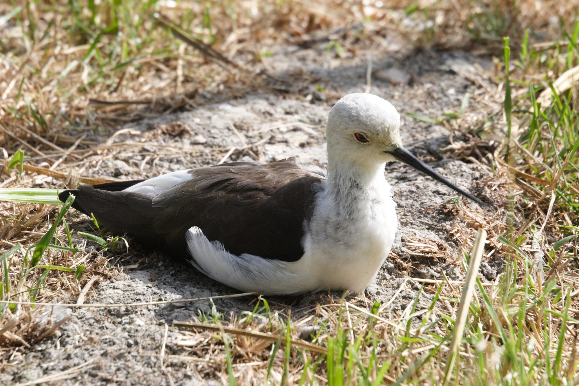 Afficher le média echasse_blanche_-_himantopus_himantopus3md echasse_blanche_-_himantopus_himantopus3md
