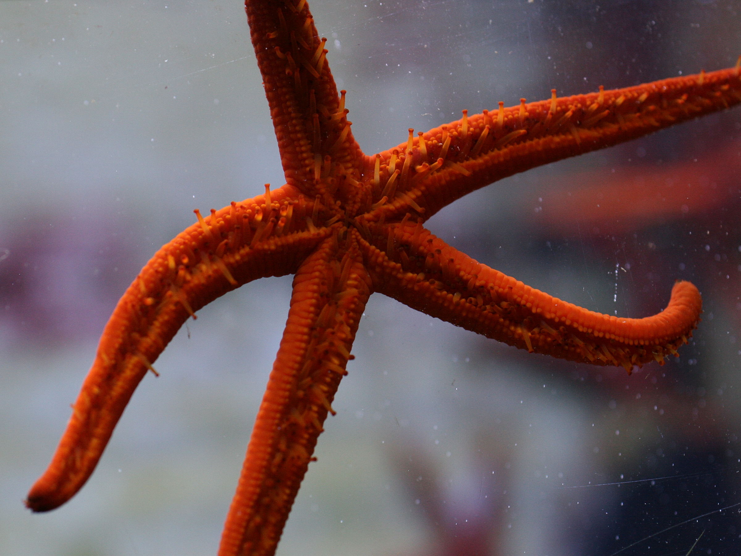 echinaster_sepositus2md