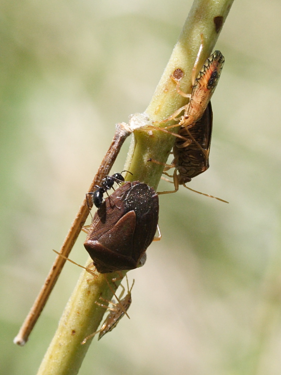 edessa_meditabunda1md