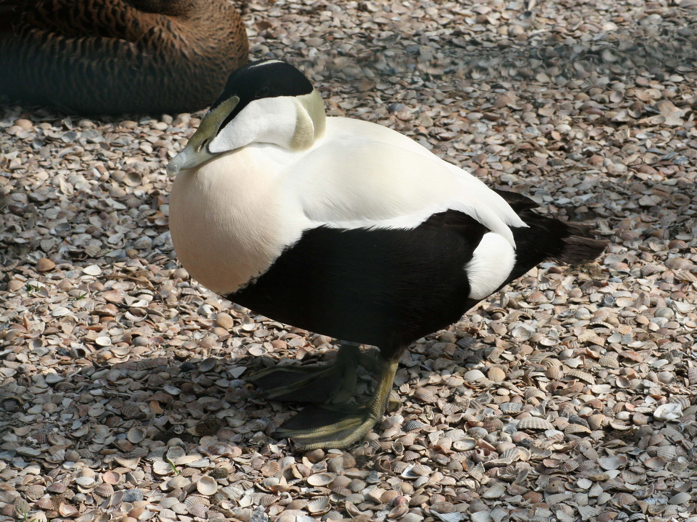 eider_a_duvet_-_somateria_mollissima1md