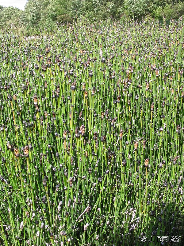 equisetum_variegatum1jd