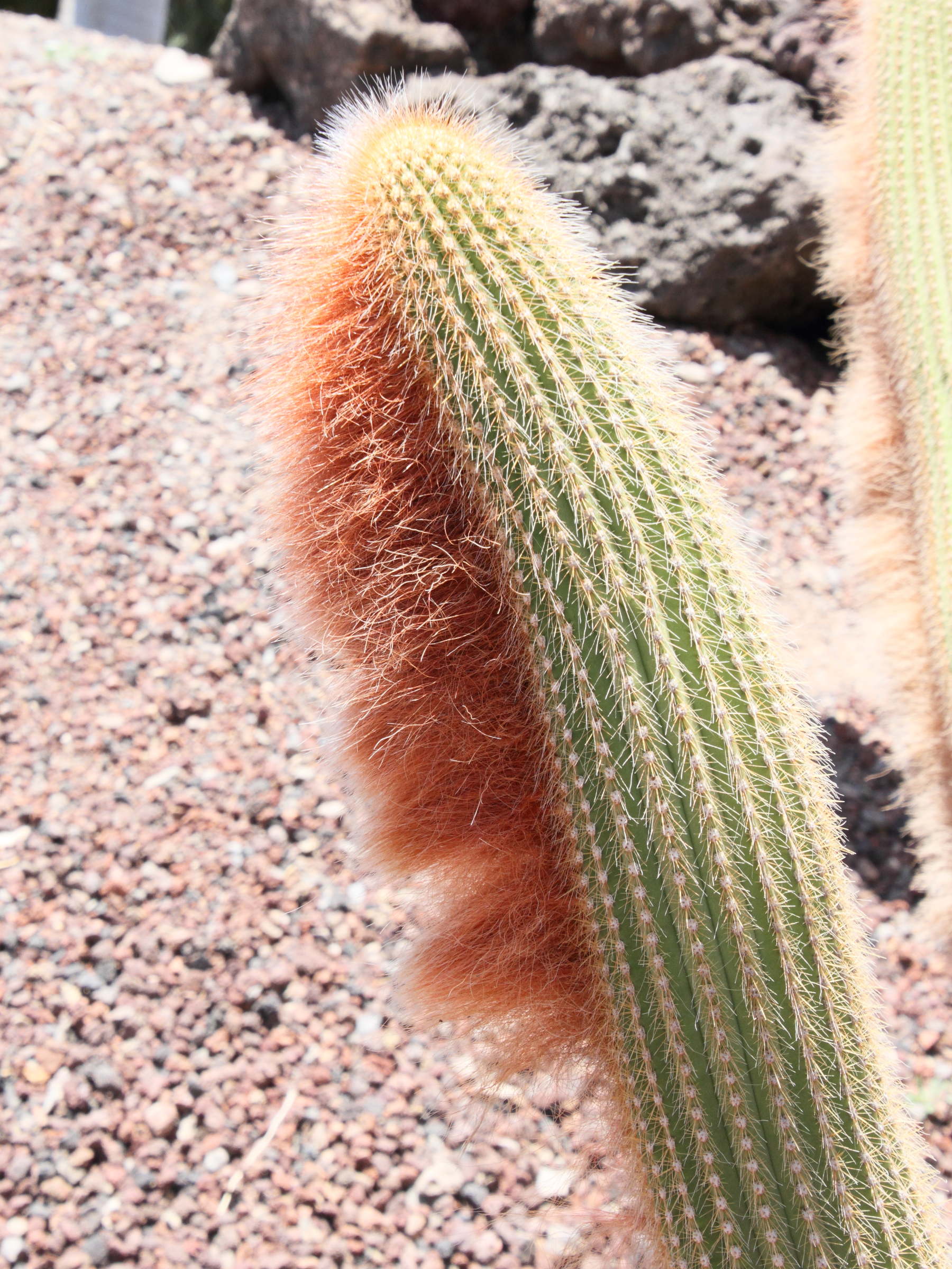 espostoa_guentheri3md