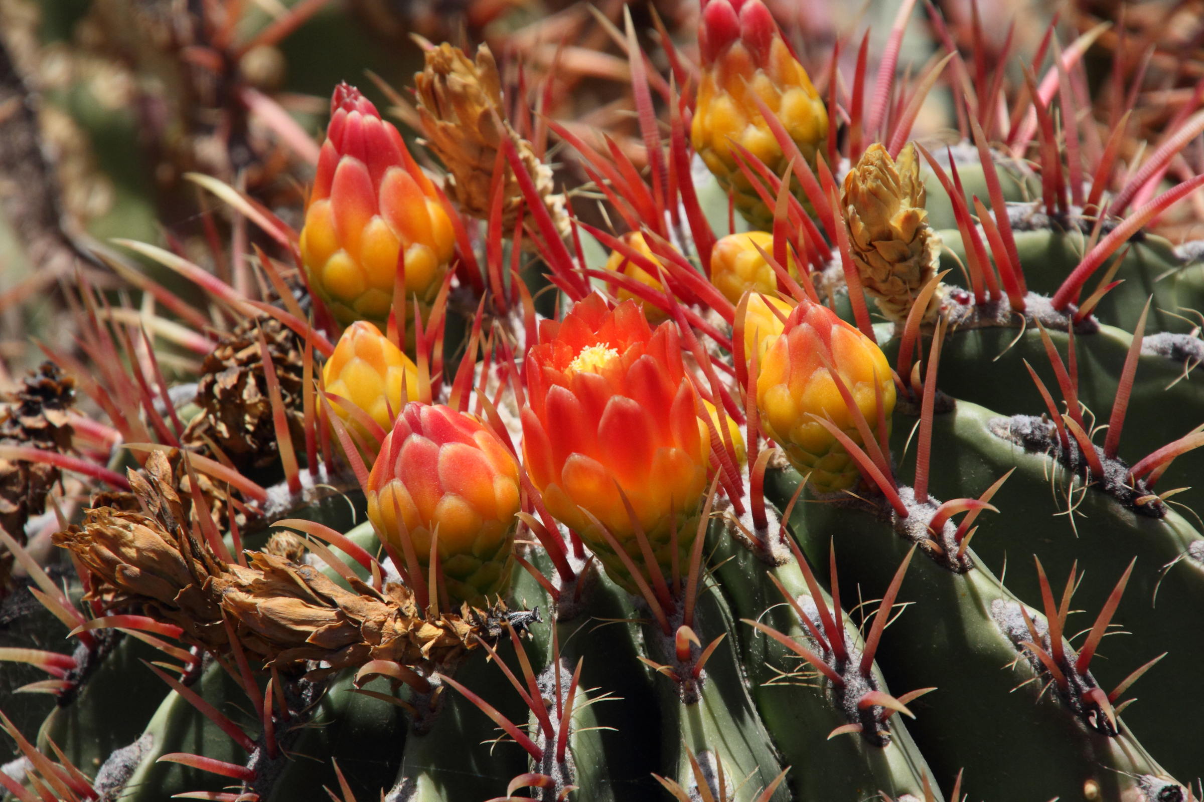 ferocactus_pilosus3md
