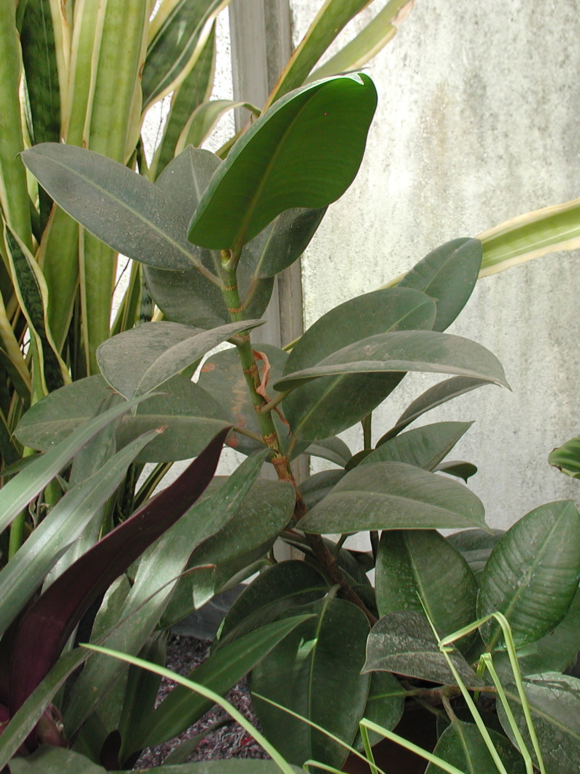ficus_elastica1md