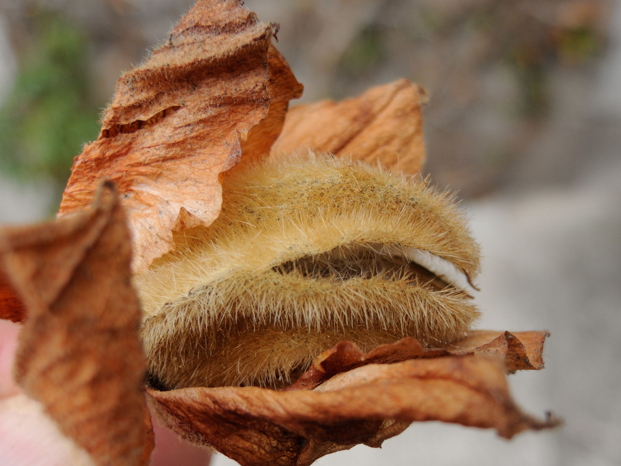 Afficher le média fremontodendron_californicum6md fremontodendron_californicum6md