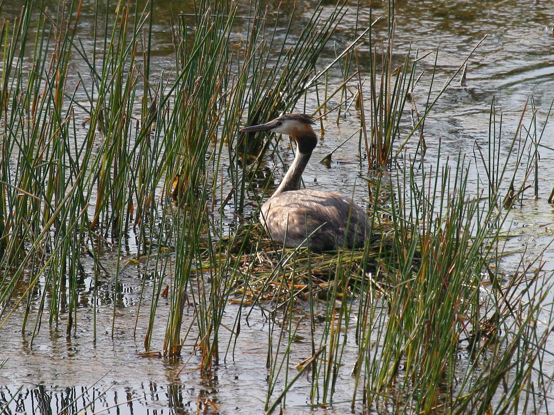grebe_huppe_-_podiceps_cristatus8bd