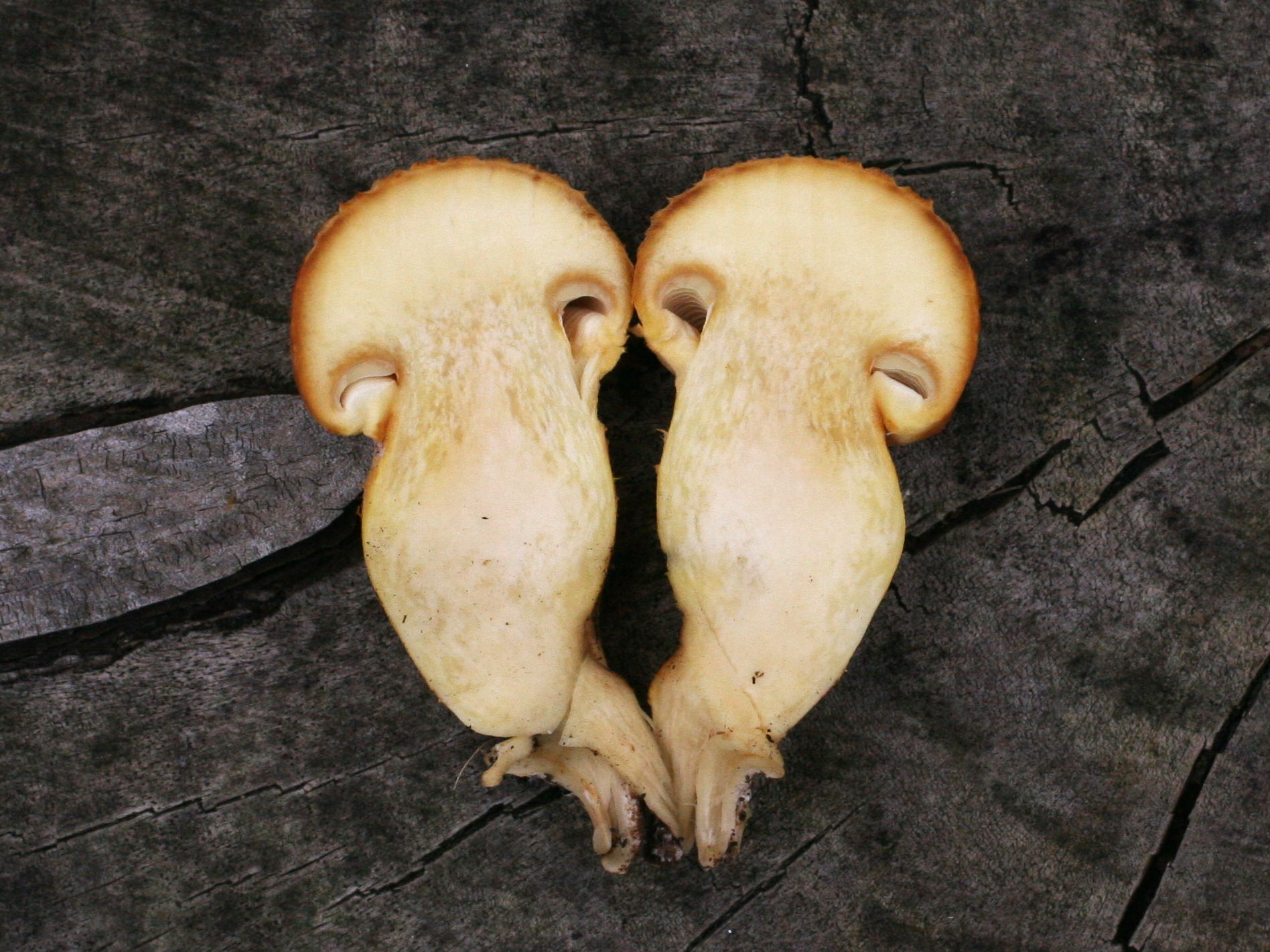 Afficher le média gymnopilus_spectabilis2md gymnopilus_spectabilis2md