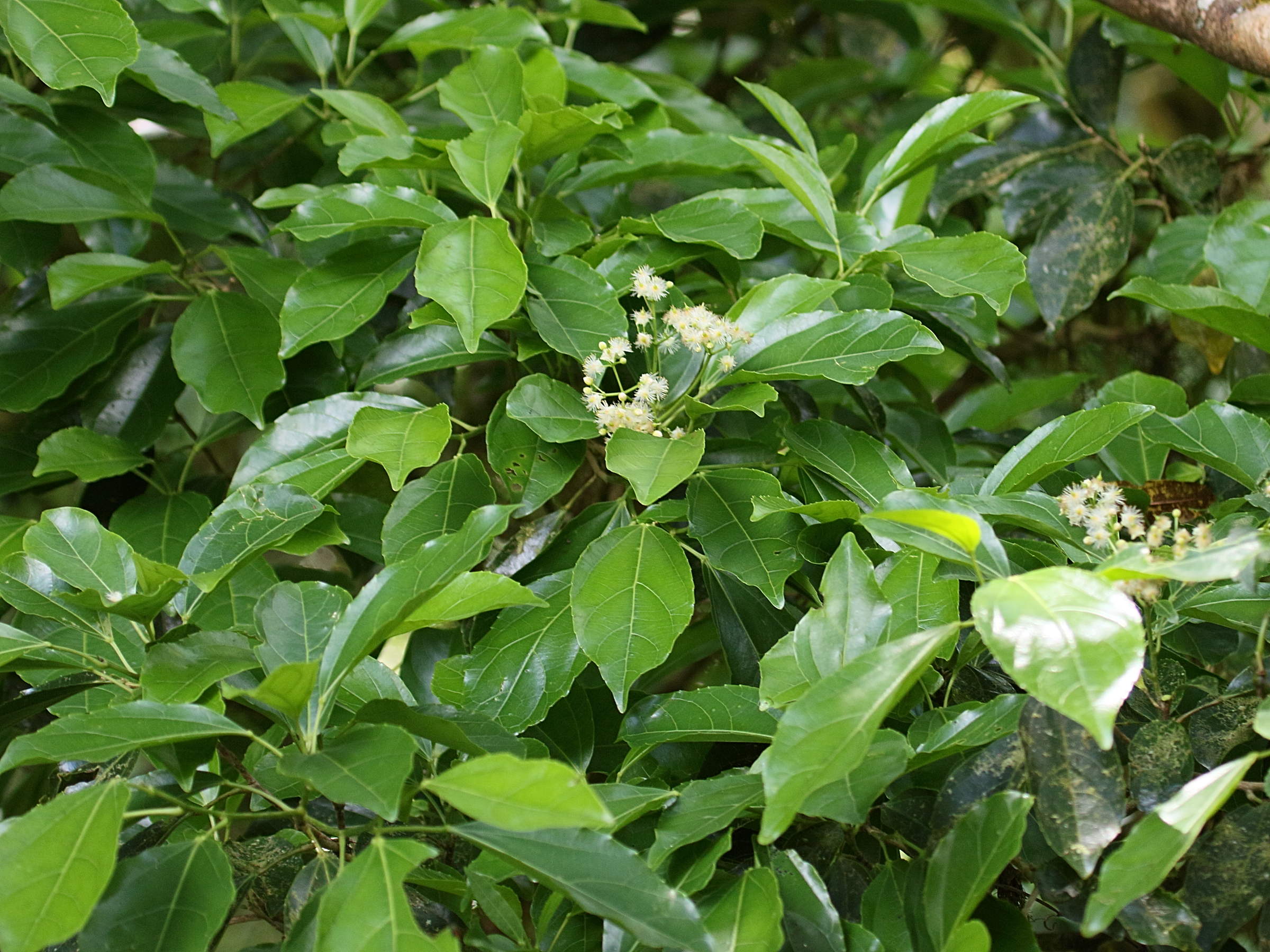 Afficher le média hasseltia_floribunda1bd hasseltia_floribunda1bd