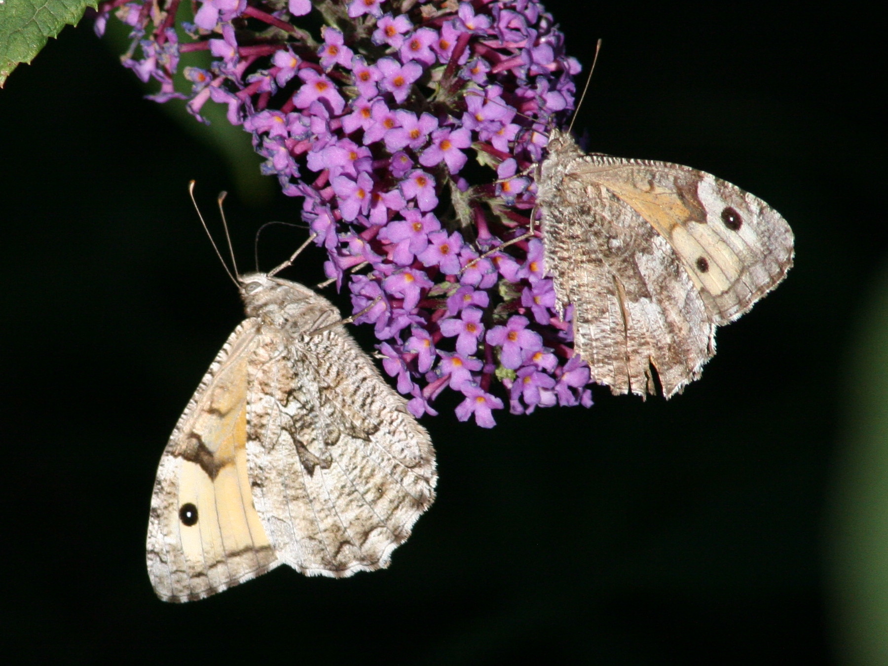 hipparchia_semele2md