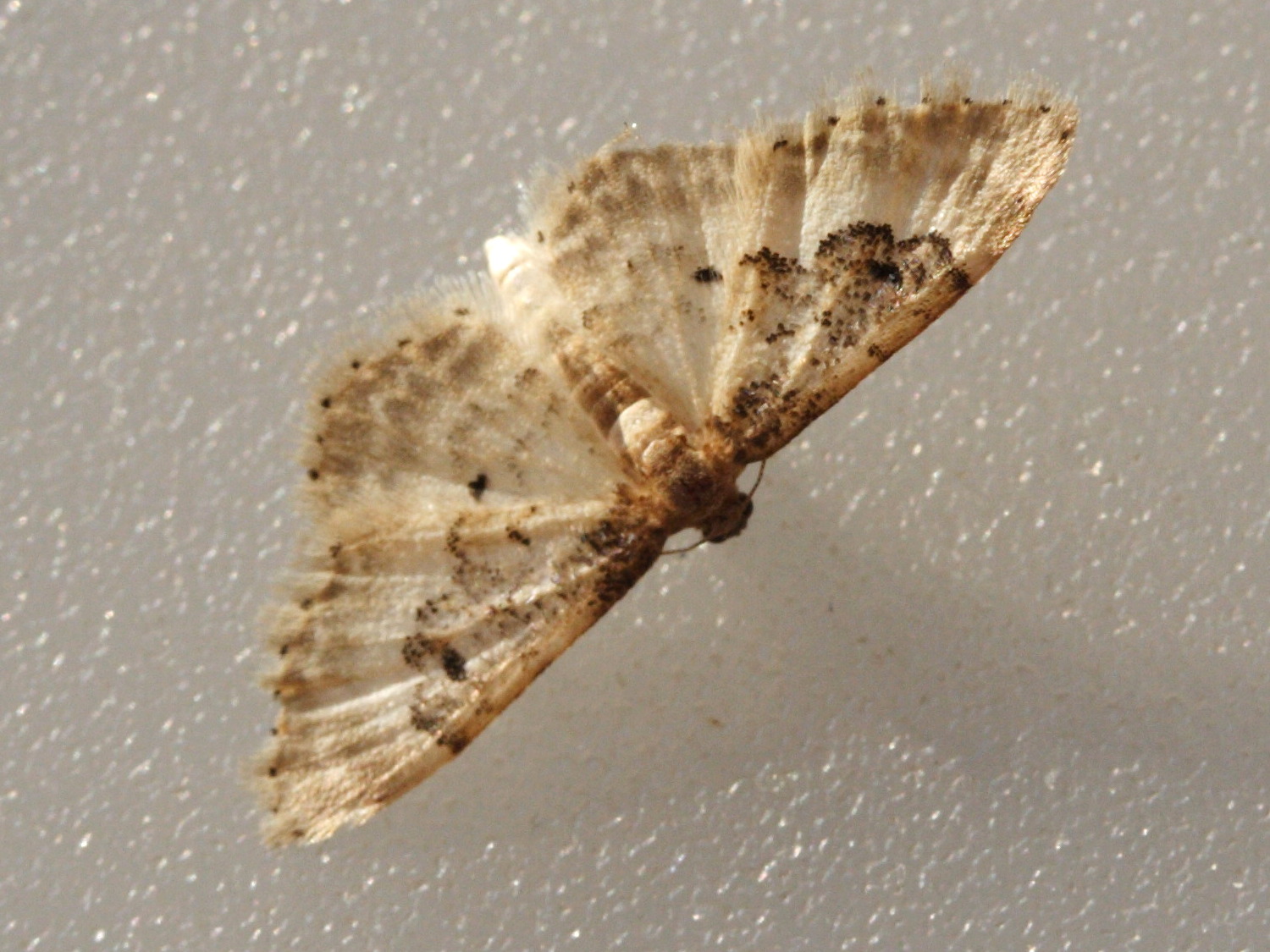 idaea_rusticata3md