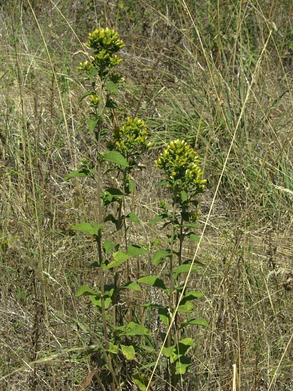 Afficher le média inula_conyza1md inula_conyza1md
