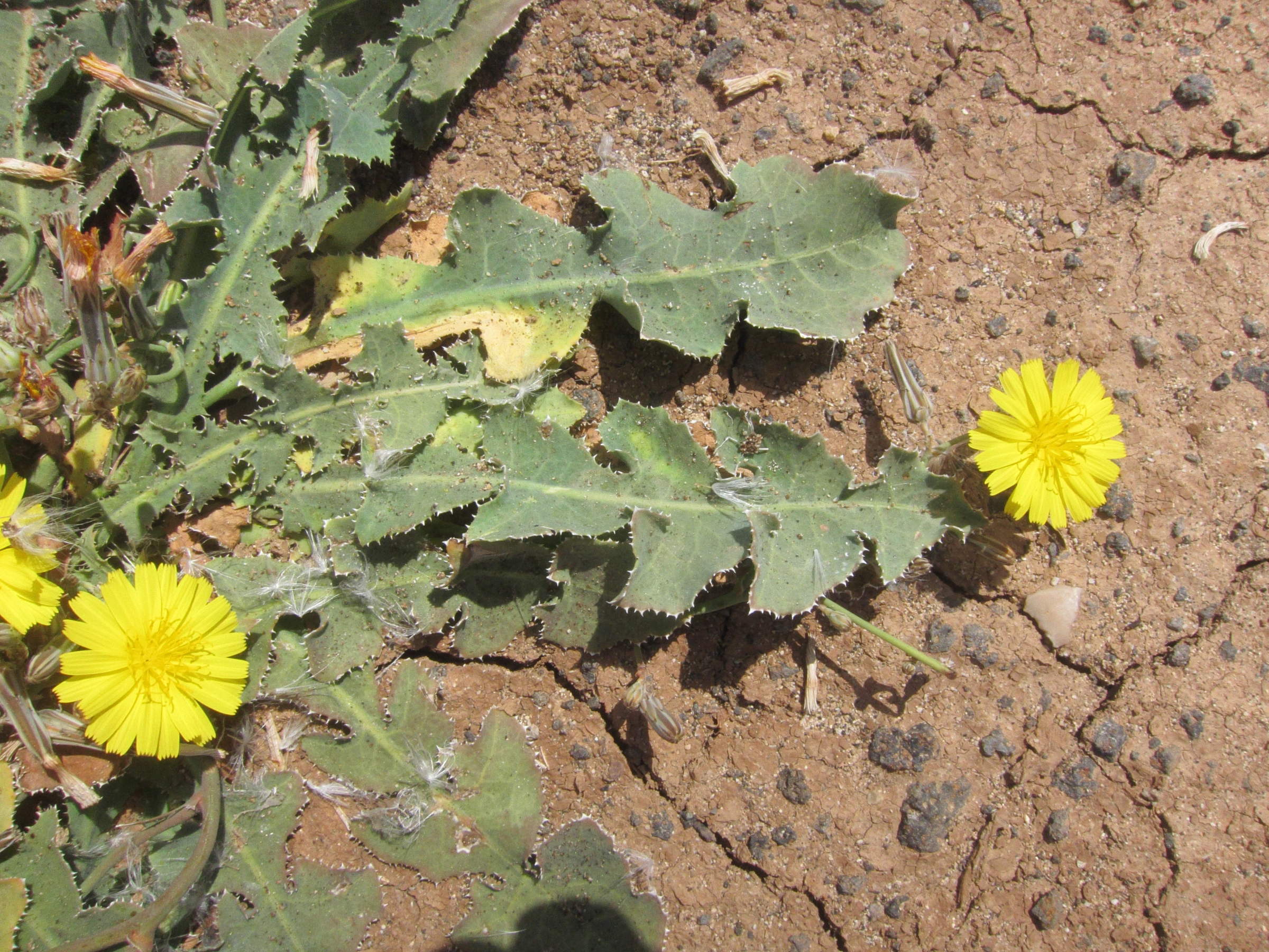 launaea_nudicaulis3bd