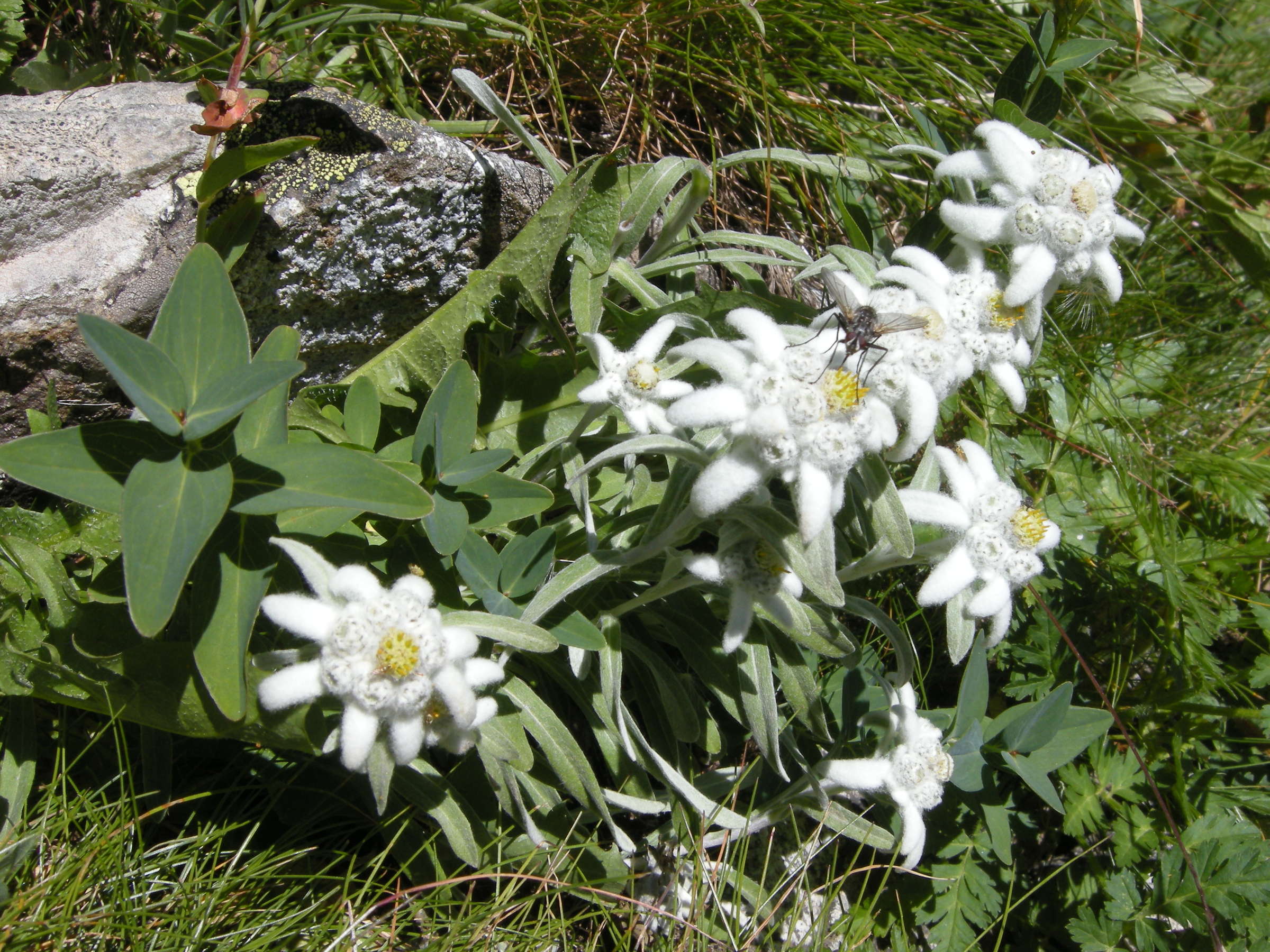 Afficher le média leontopodium_alpinum5md leontopodium_alpinum5md