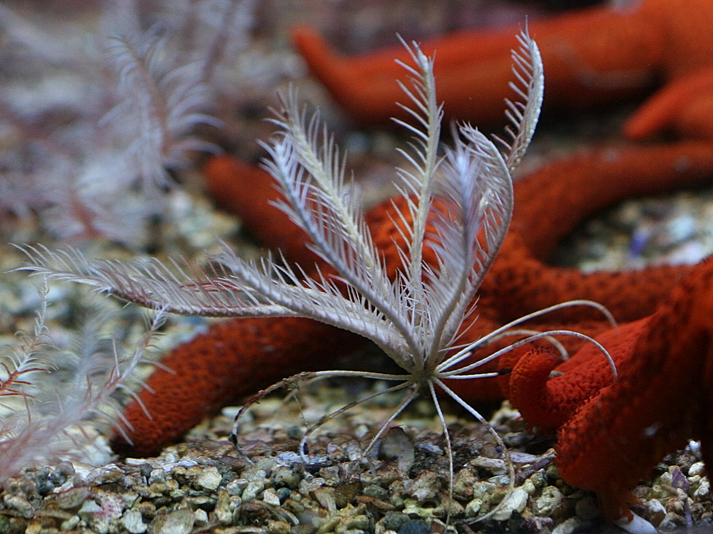 Afficher le média leptometra_phalangium2md leptometra_phalangium2md