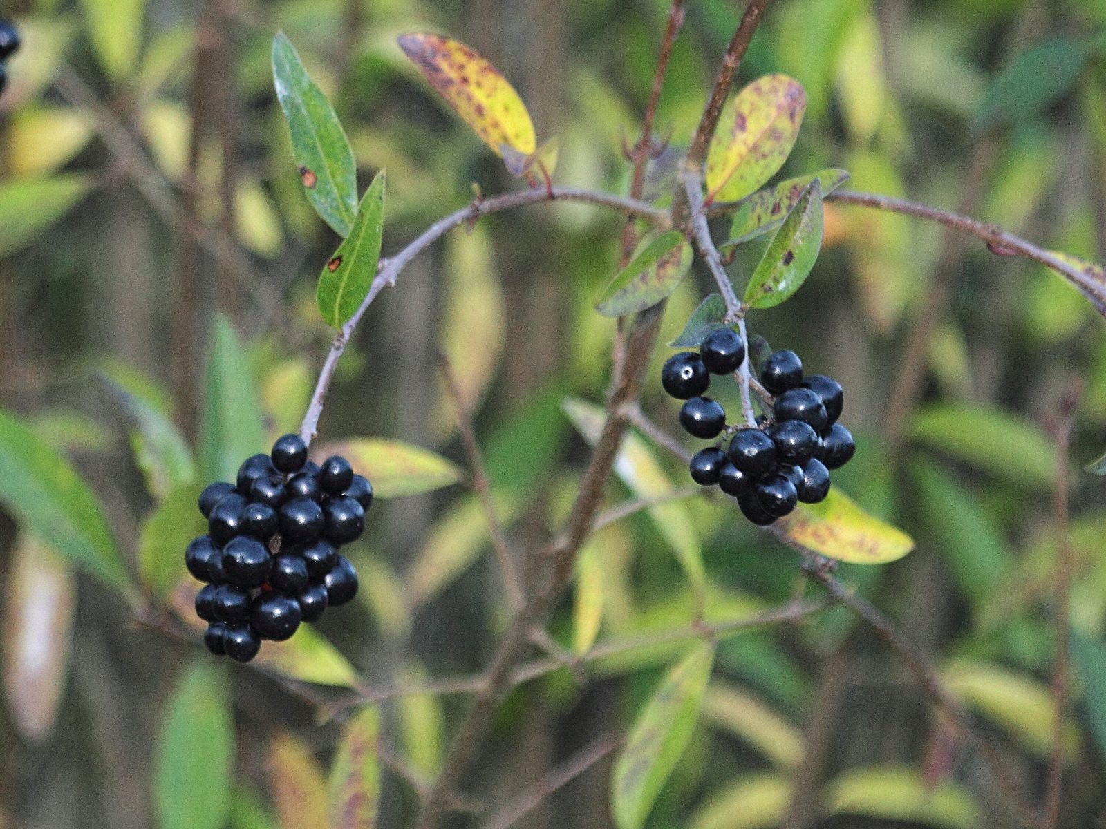 ligustrum_ovalifolium4bd