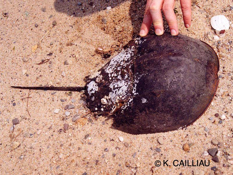 limulus_polyphemus1kc