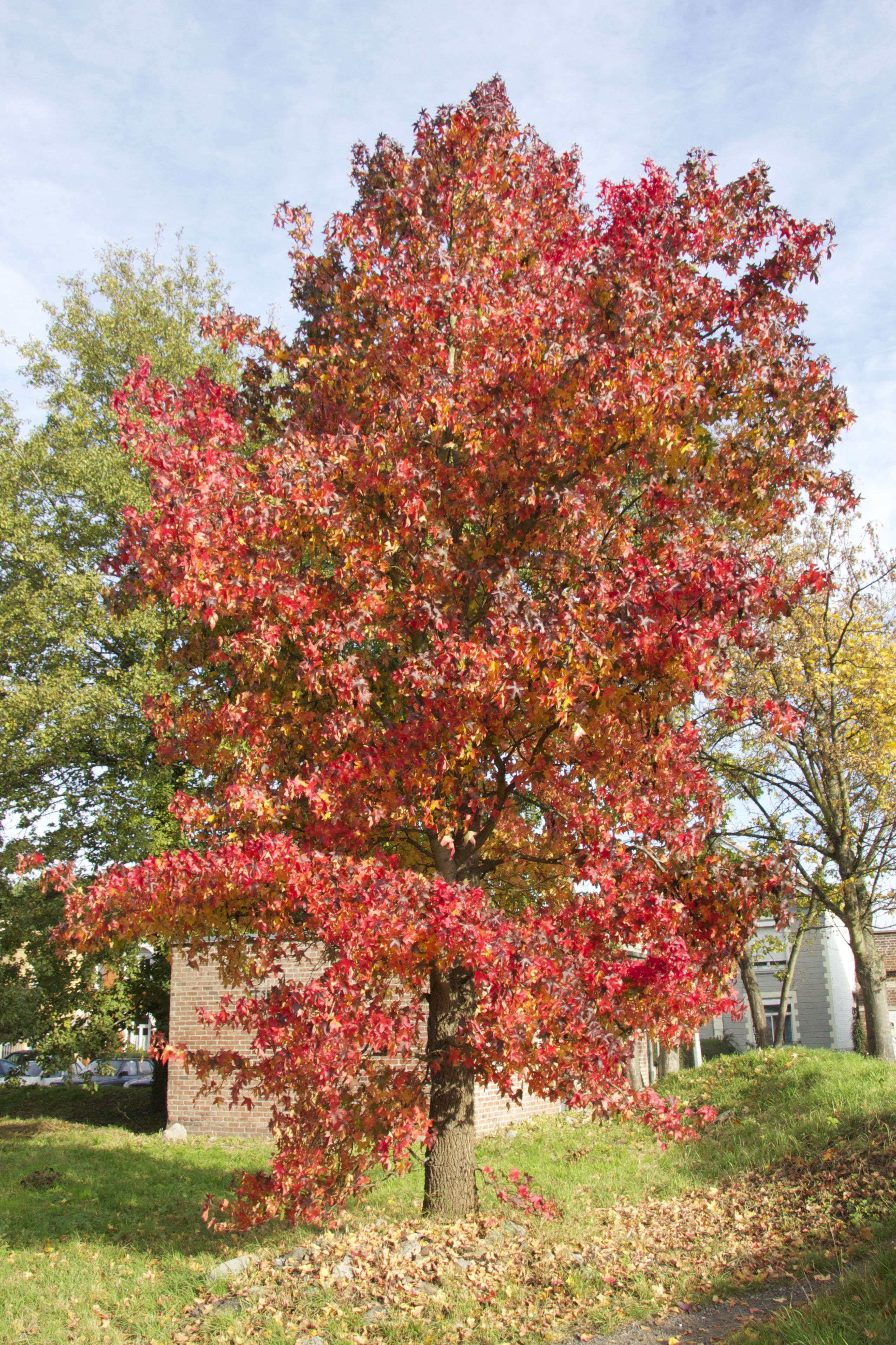 liquidambar_styraciflua3cmd