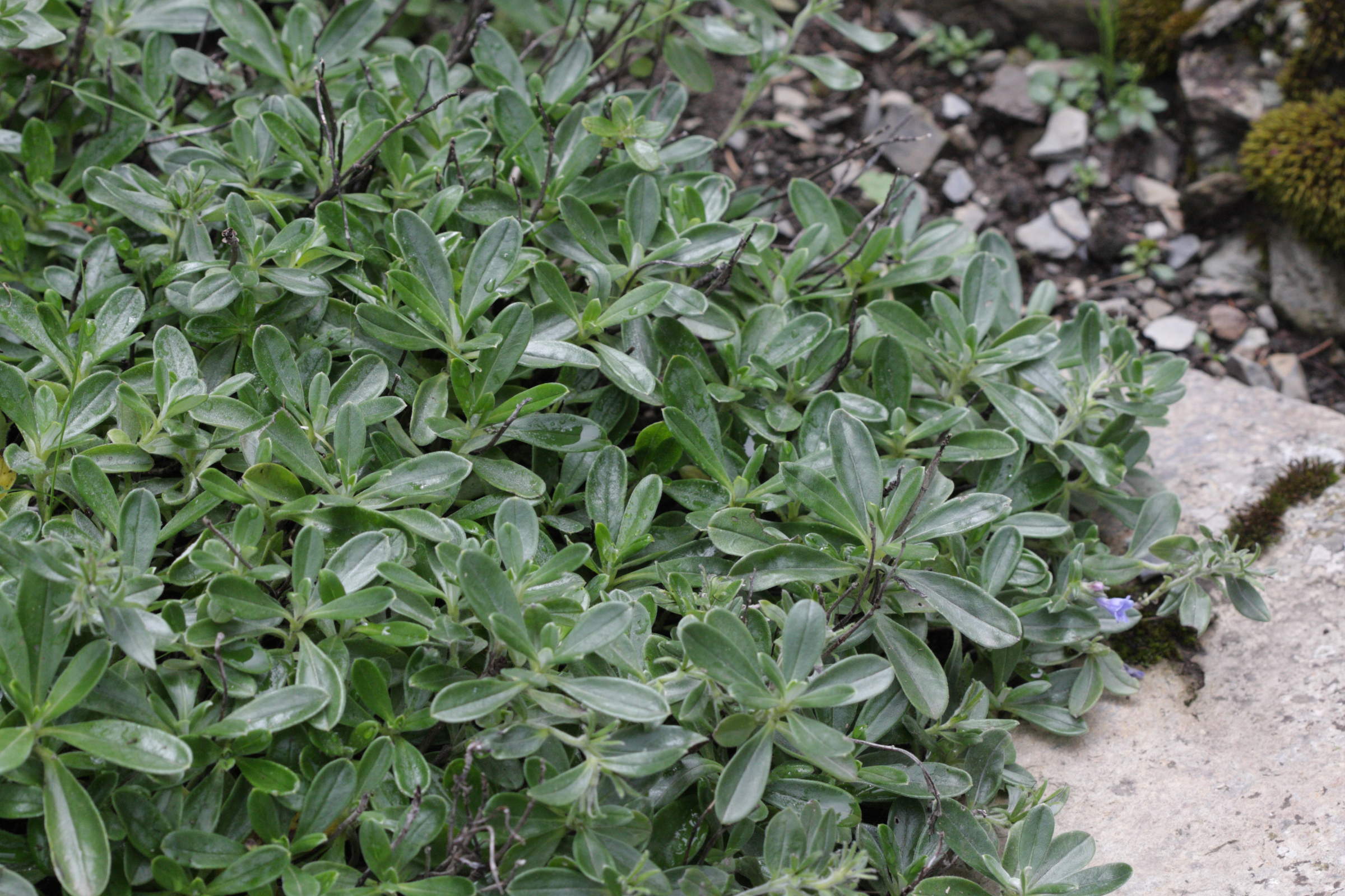 lithodora_oleifolia1bd